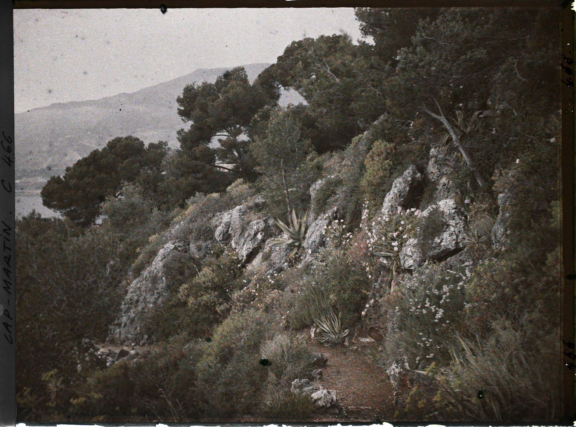 Image représentant Cap Martin Le Jardin