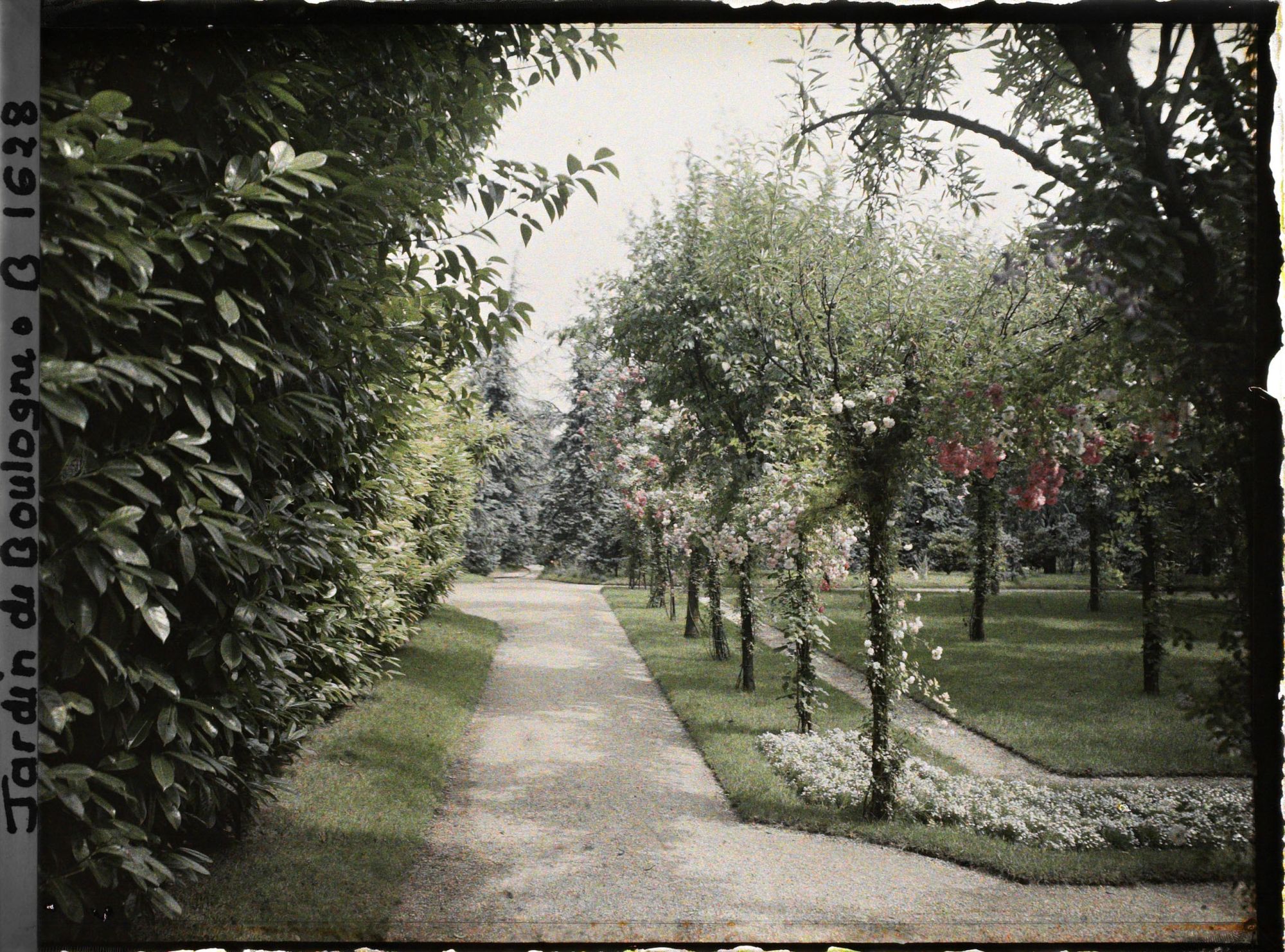 Image représentant Ponctuation fleurie sur l'allée du verger-roseraie proche de la dépendance, menant à la forêt bleue