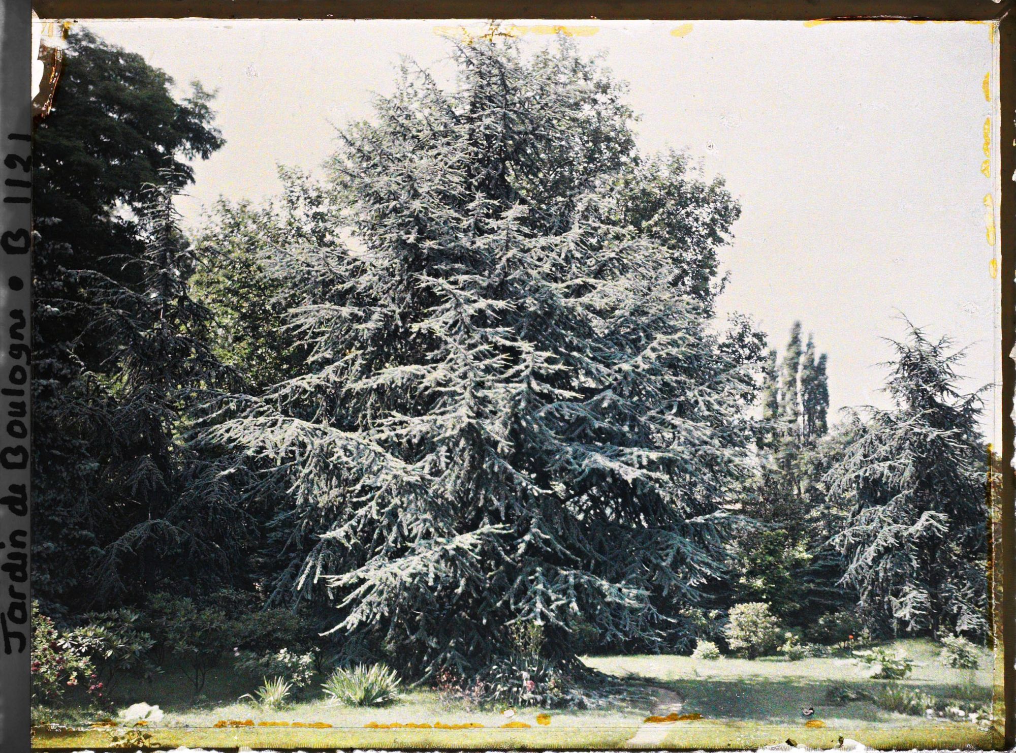 Image représentant Grand cèdre près du marais, au bord du chemin qui longe les étangs en direction de l'ouest