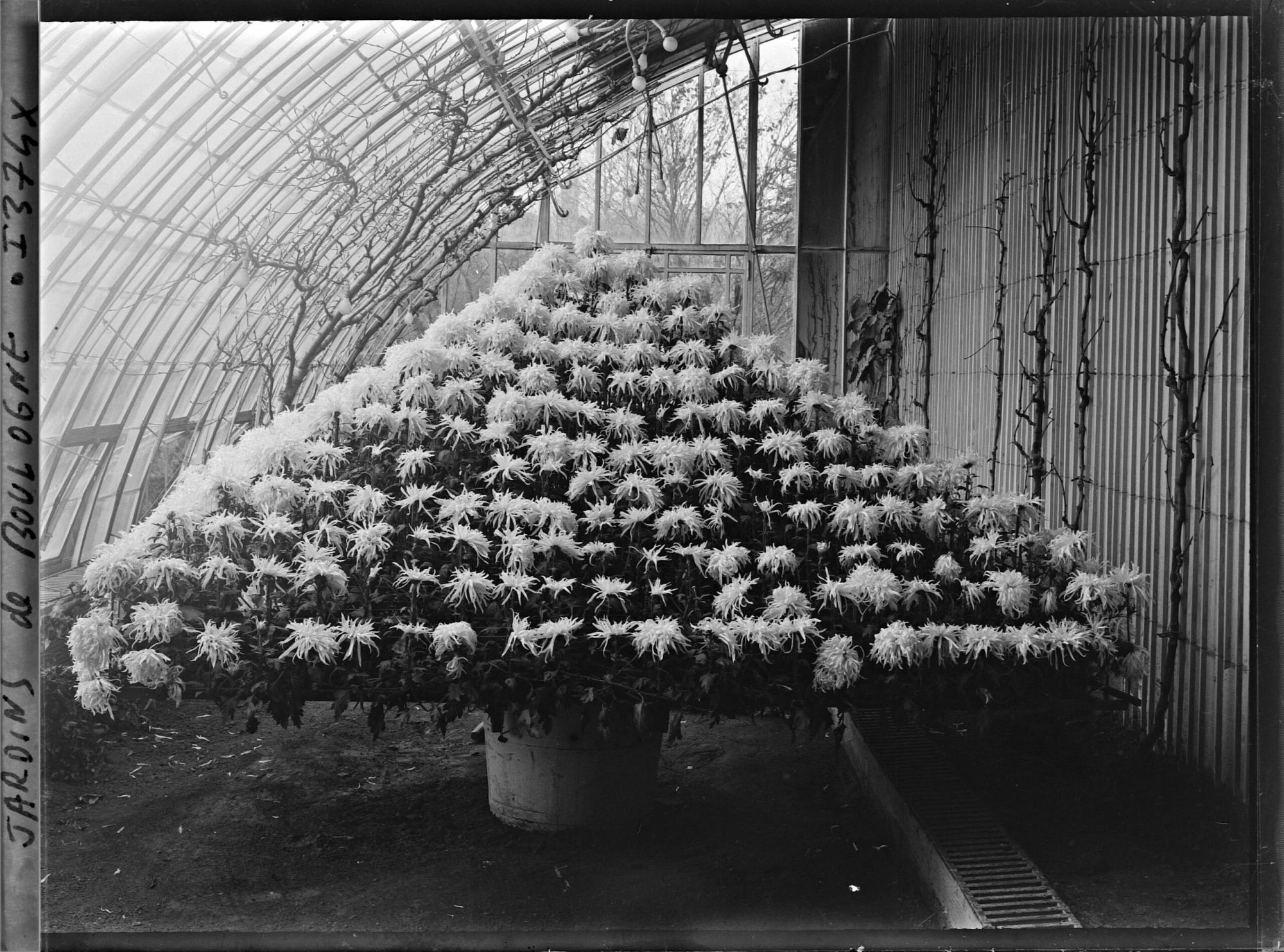 Image représentant Composition florale constituée de chrysanthèmes, dans une des serres adjacentes au jardin d'hiver