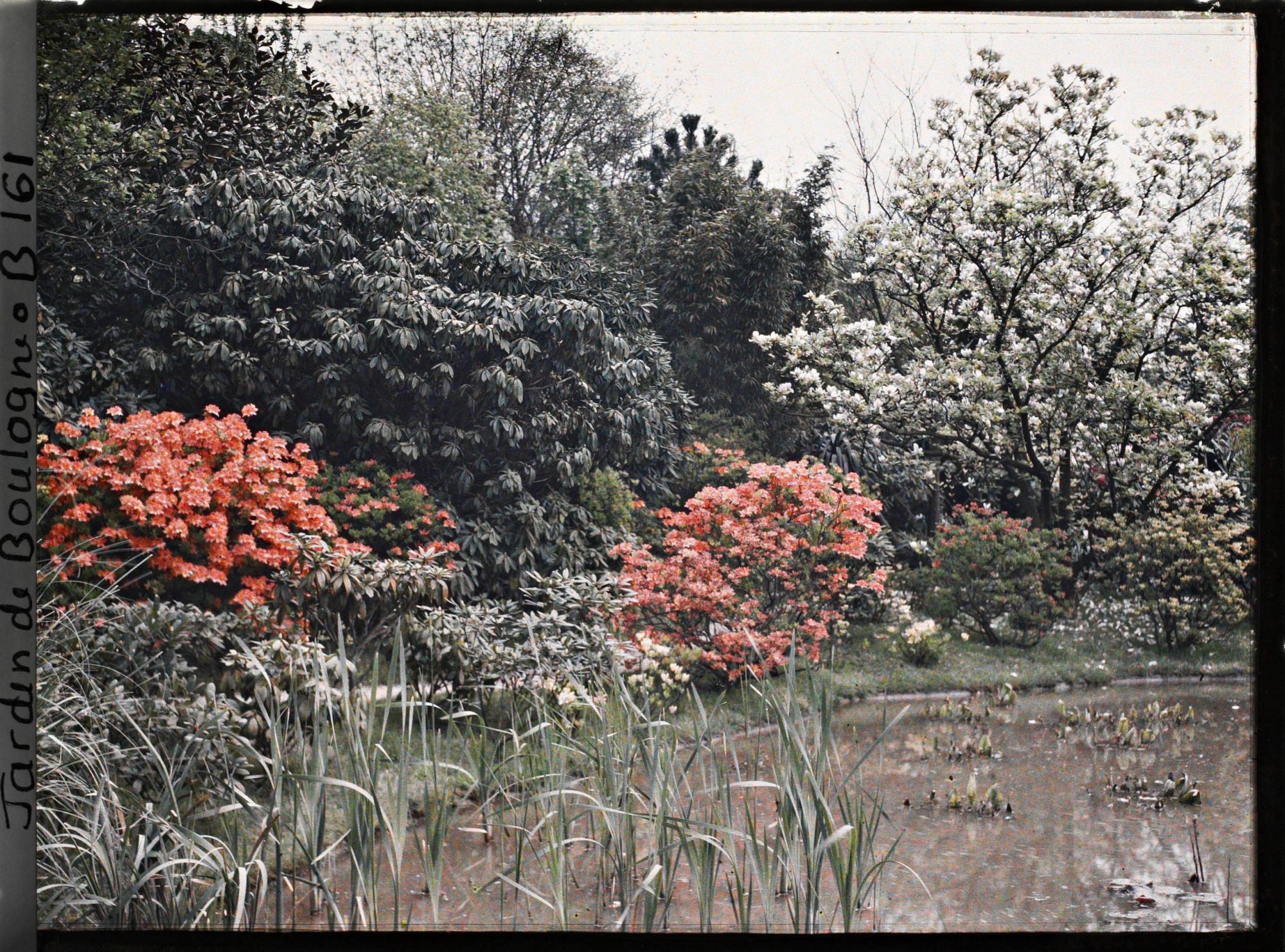 Image représentant Massifs d'arbustes flamboyants en bordure " d'étang ", vu vers le nord-est du marais