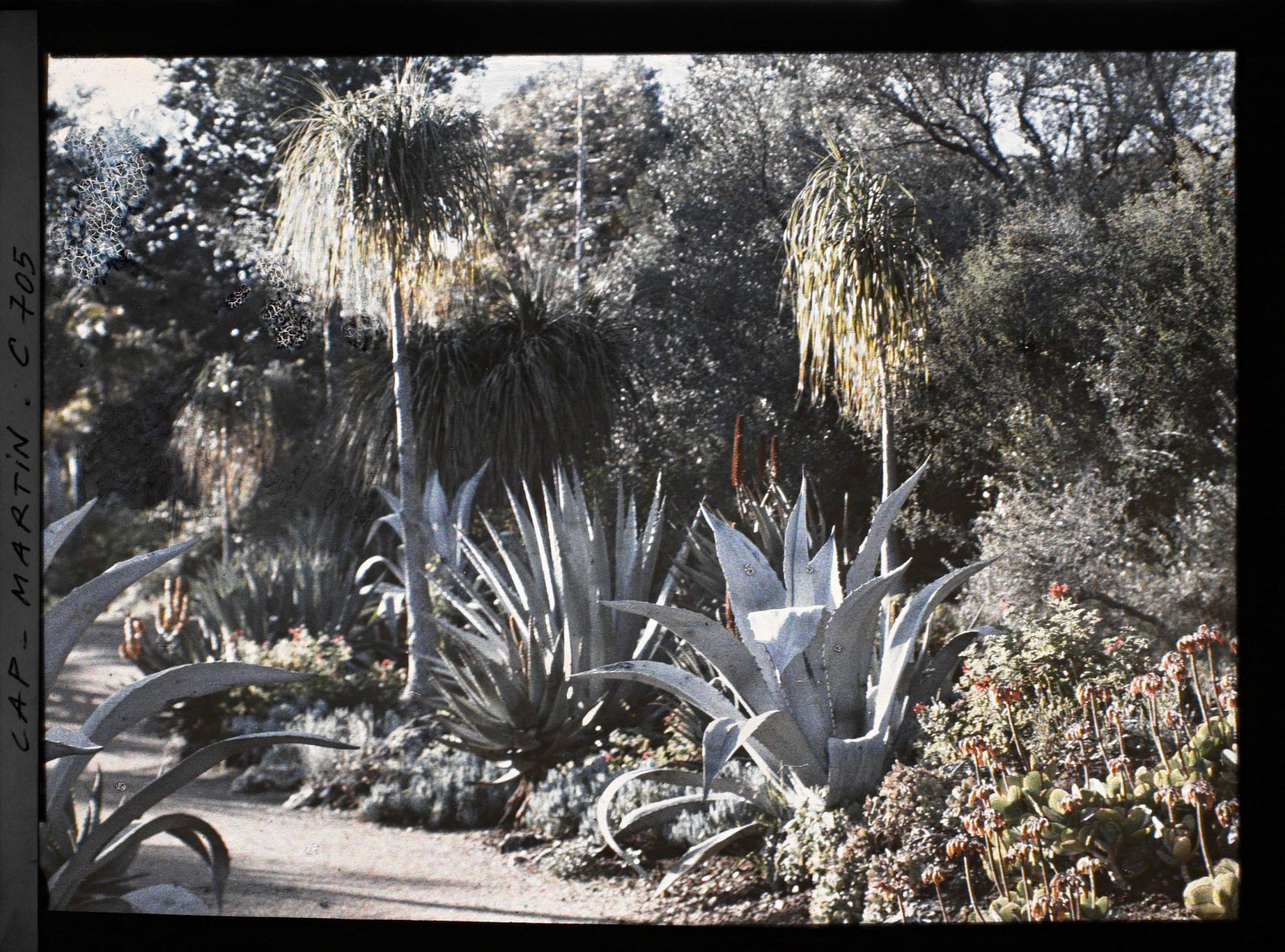 Image représentant Jardin divers