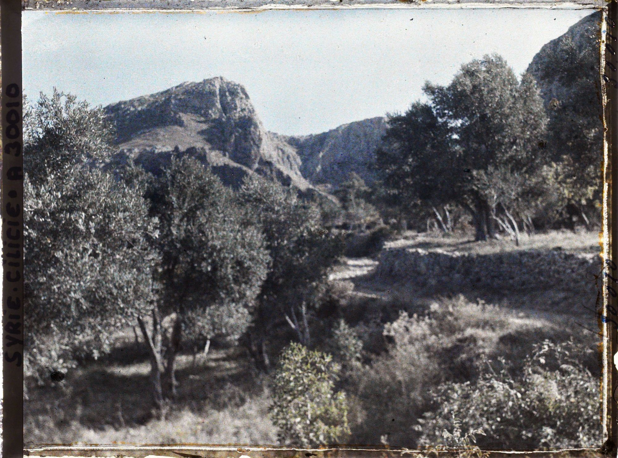 Image représentant Oliviers et amandiers