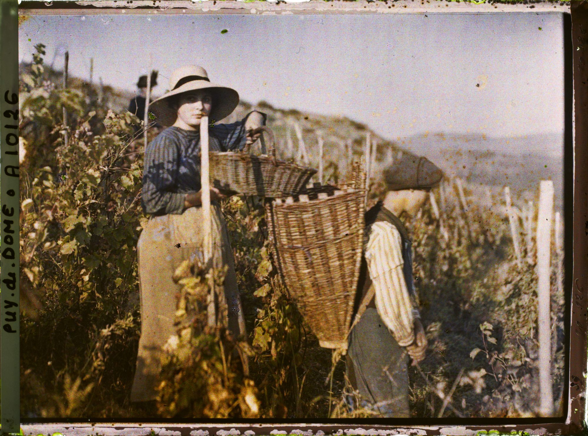 Image représentant France, Sauvagnat, Une jeune Vendangeuse et son panier de raisins