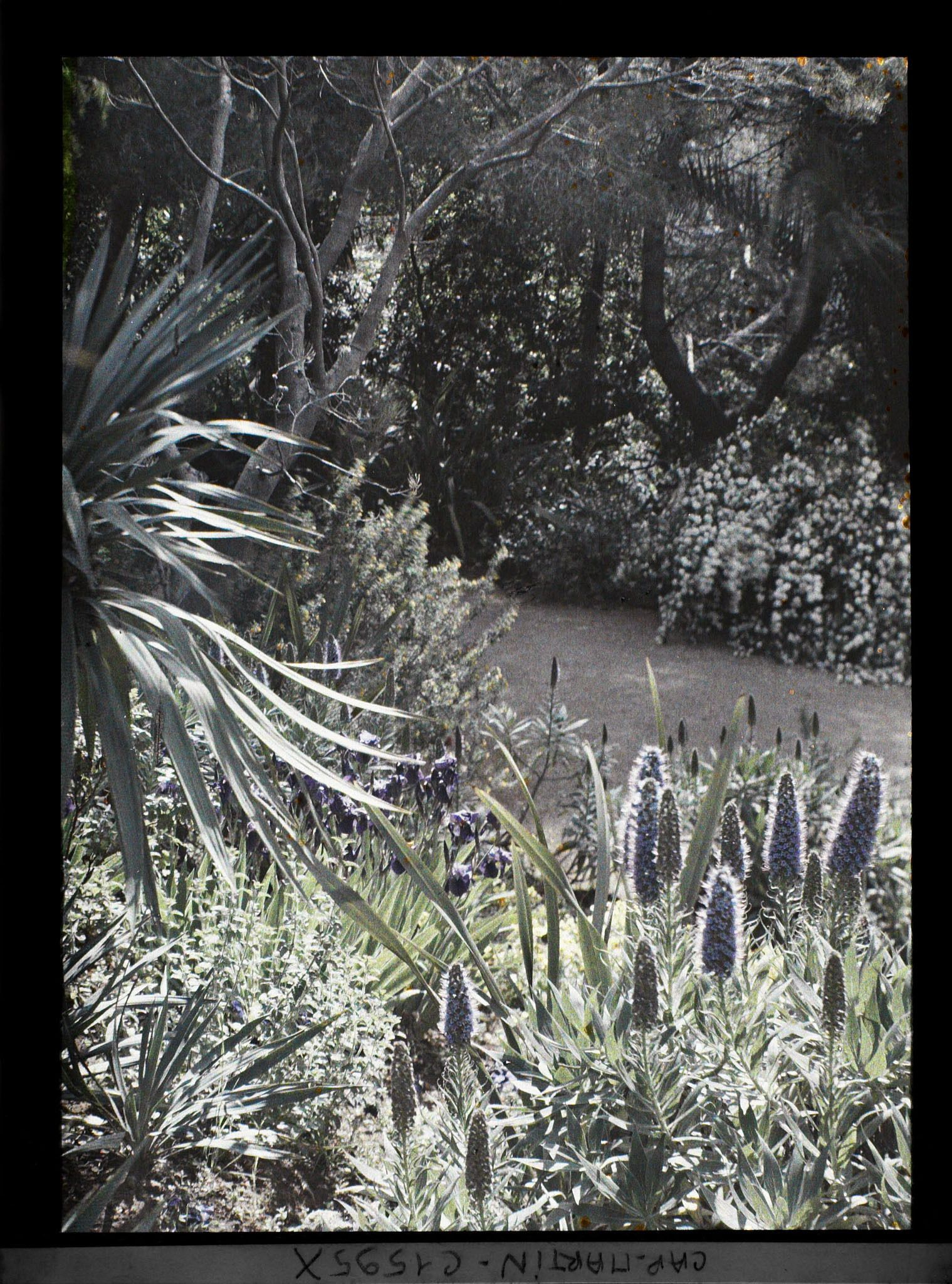Image représentant Bordures d'allée fleurie située non loin de la villa Kahn, dite villa Zamir