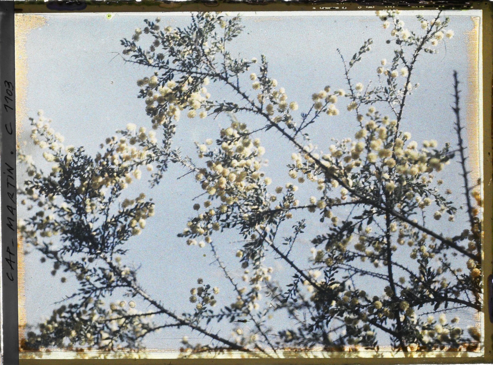 Image représentant Mimosa en fleurs sur fond de ciel