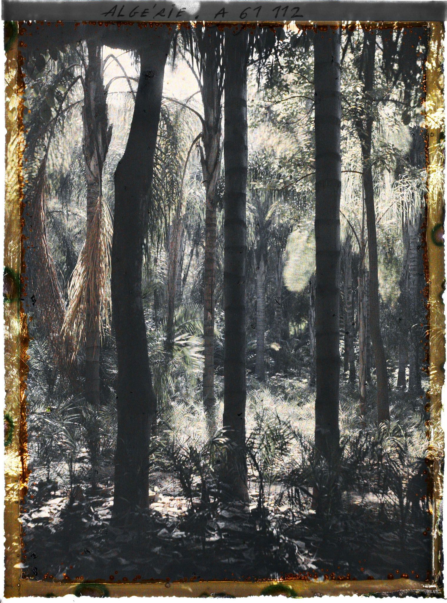 Image représentant Les cocotiers dans le jardin d'Essais