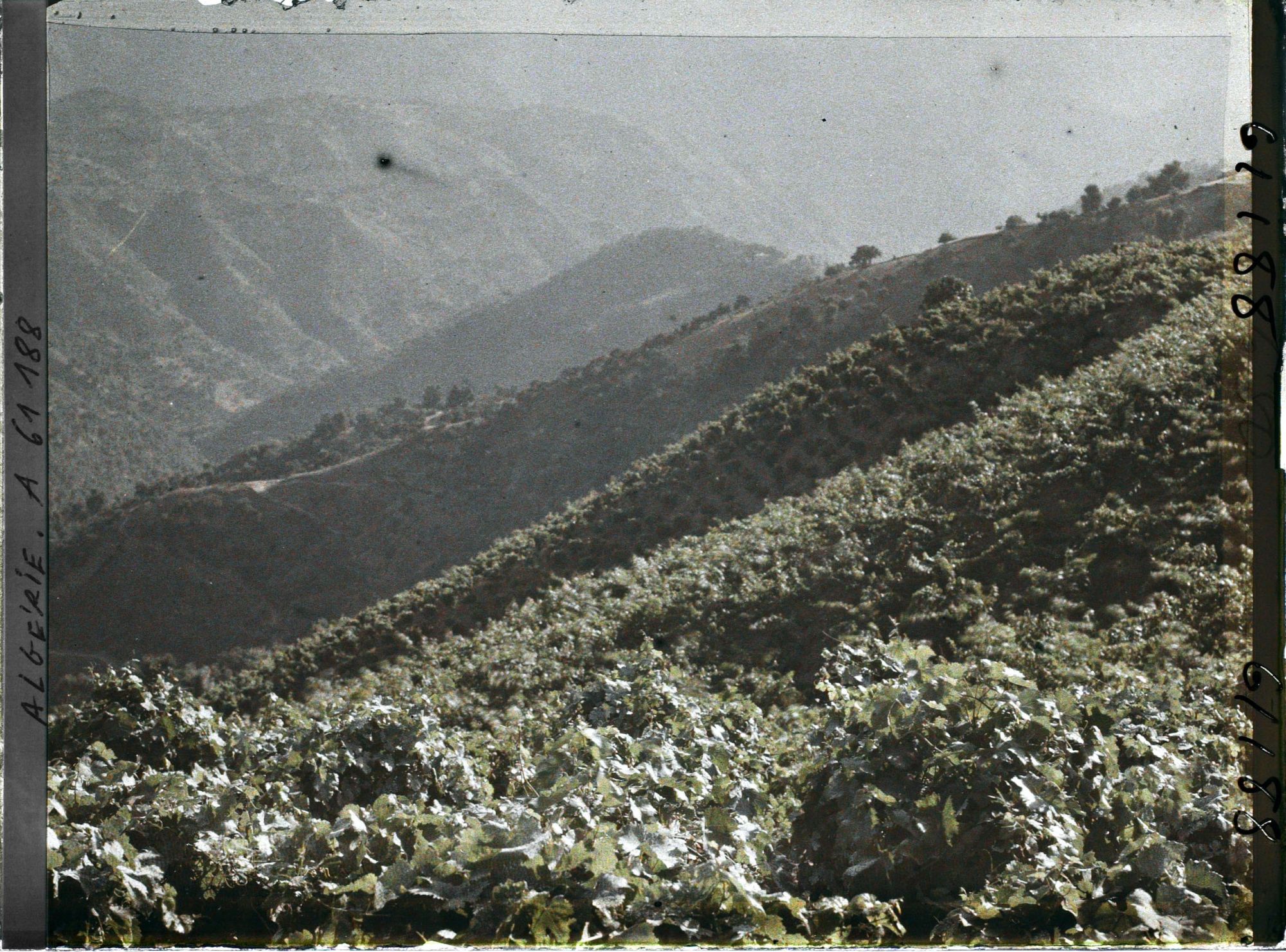 Image représentant Vignobles à flanc de montagne