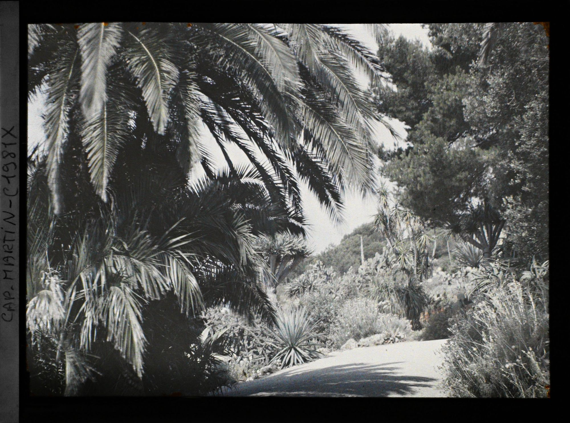 Image représentant Palmiers et ensemble de plantes exotiques en bord d'allée, vus en quittant la villa Kahn