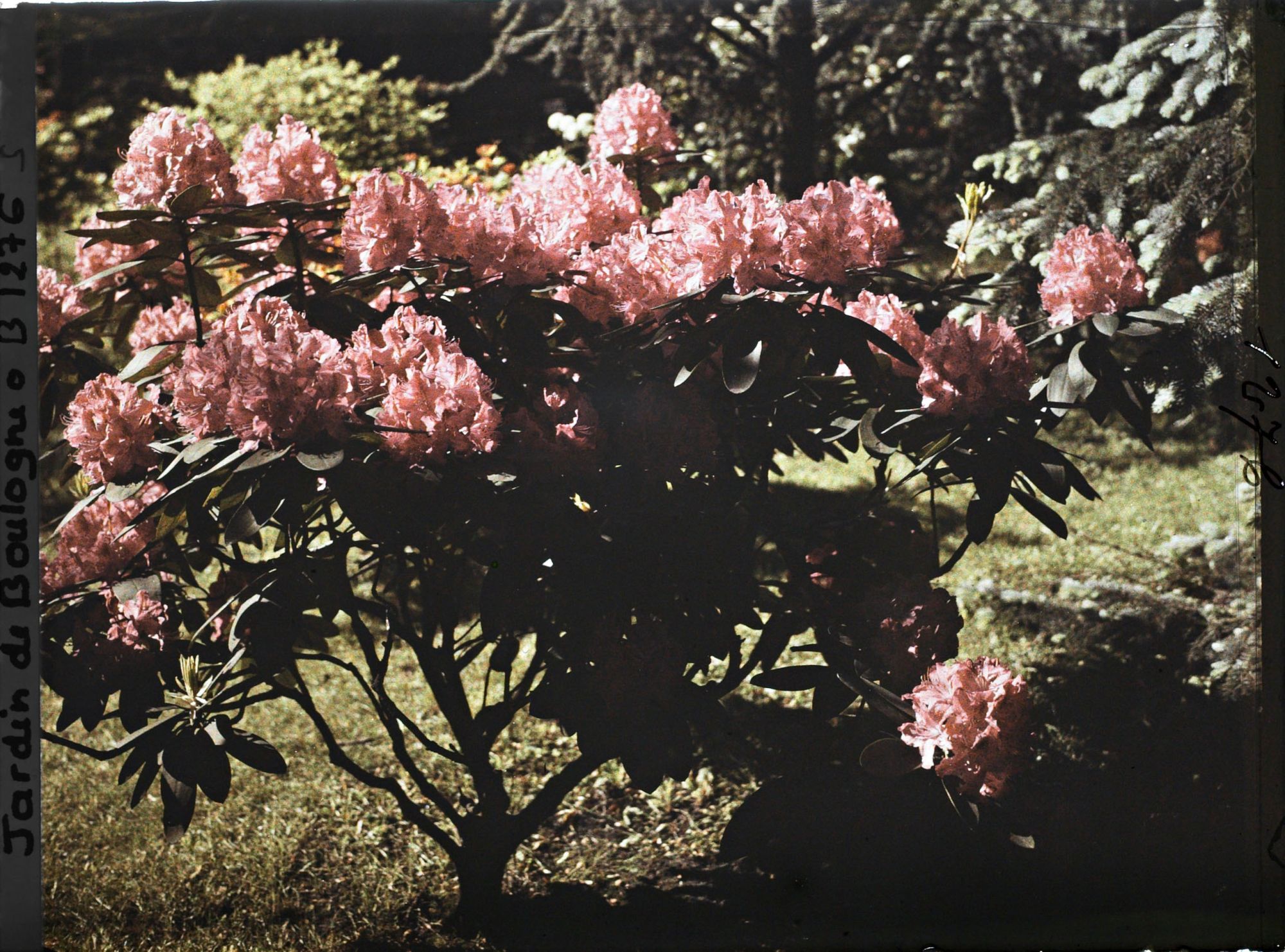 Image représentant Pied de rhododendrons rouges