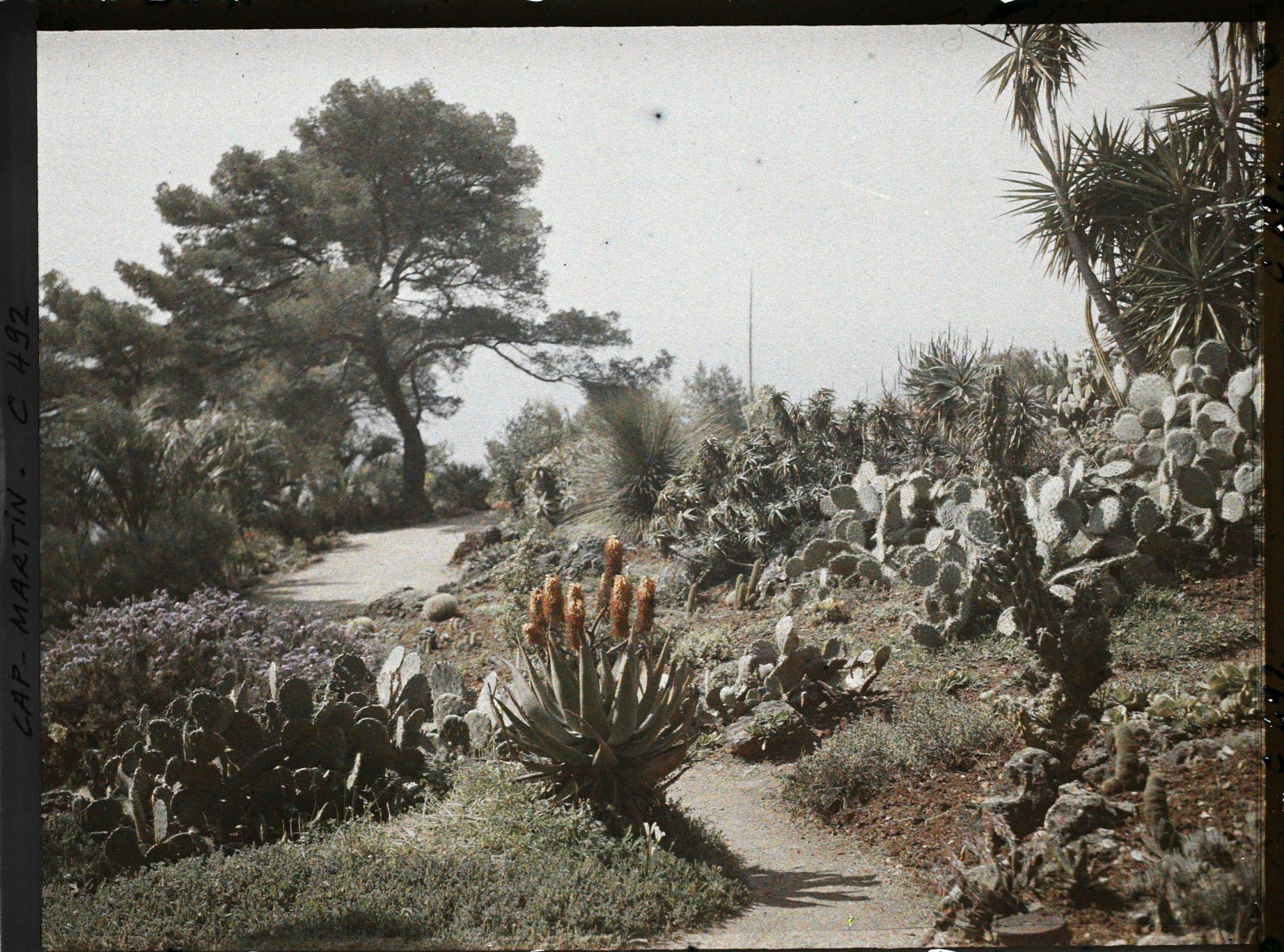 Image représentant Cap Martin Le Jardin