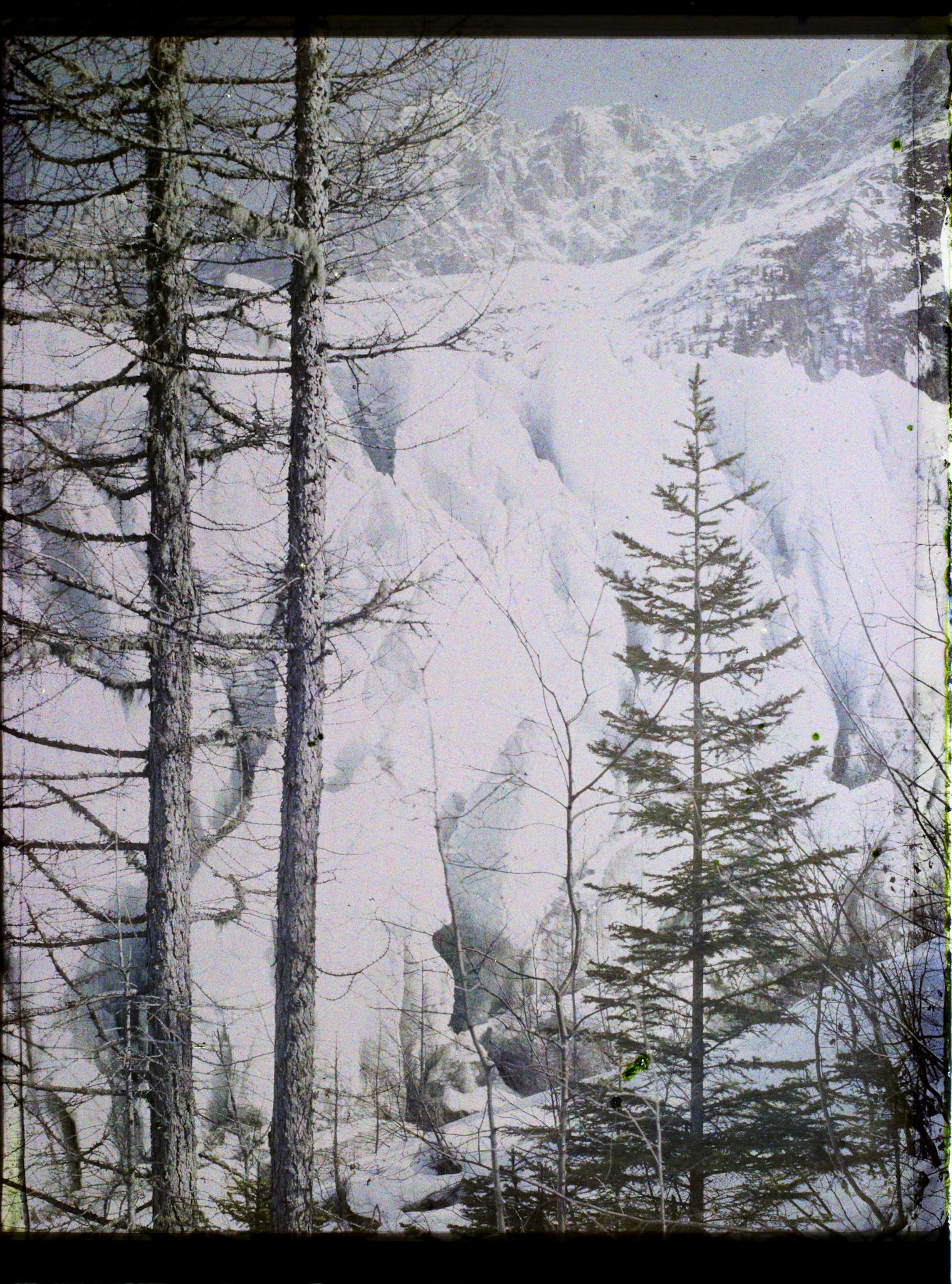 Image représentant France Les Alpes, Les Bossons, Glacier des Bossons, les aiges du Glacier des Bossons à travers les arbre et Aige du Plan