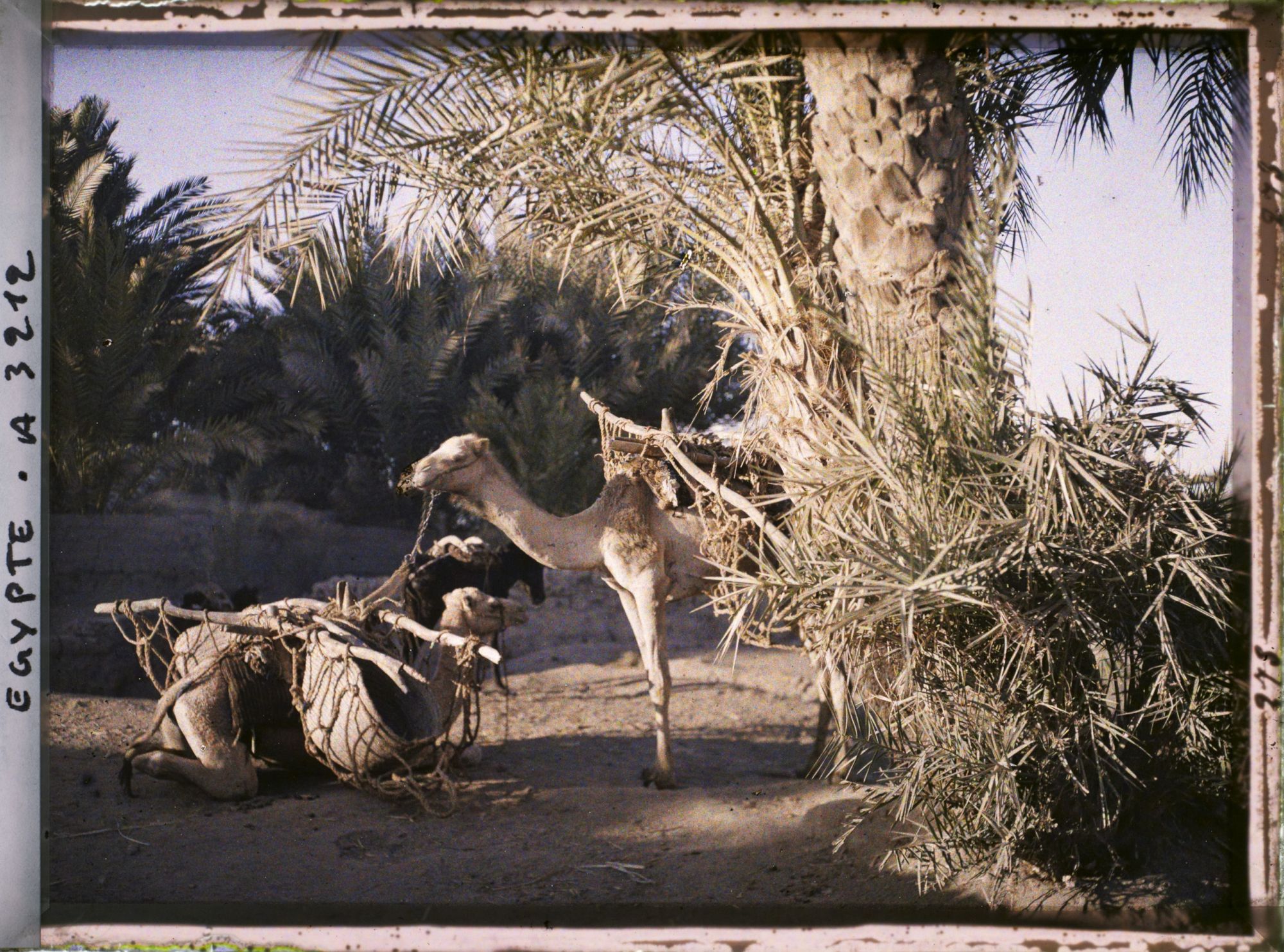 Image représentant Chameaux au repos