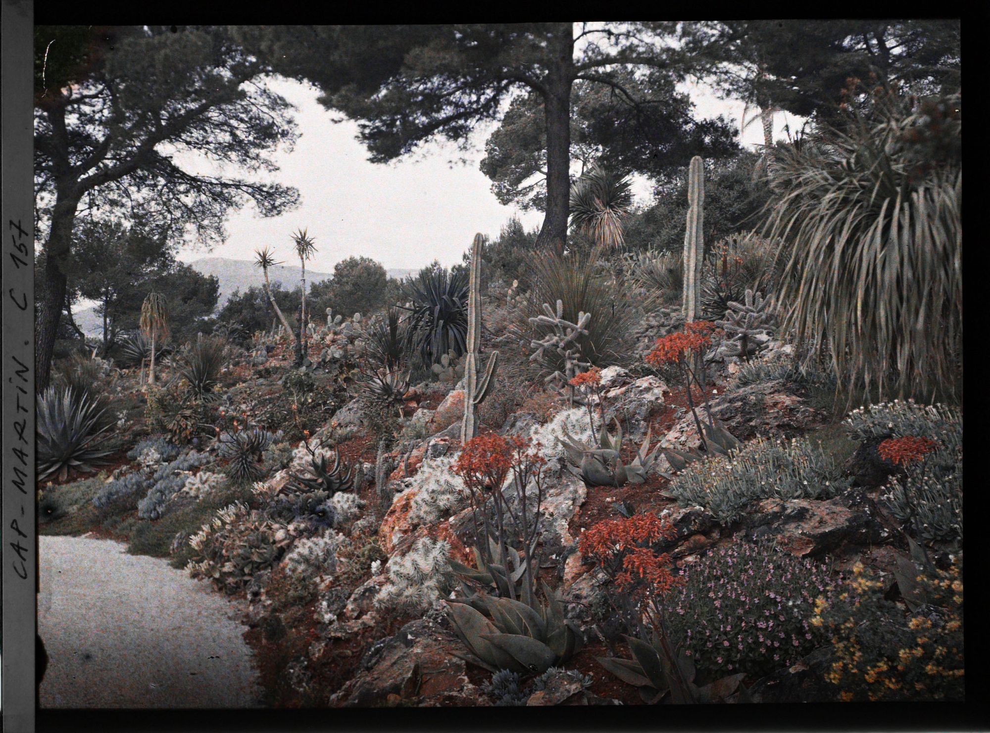 Image représentant Cap Martin - Le Jardin