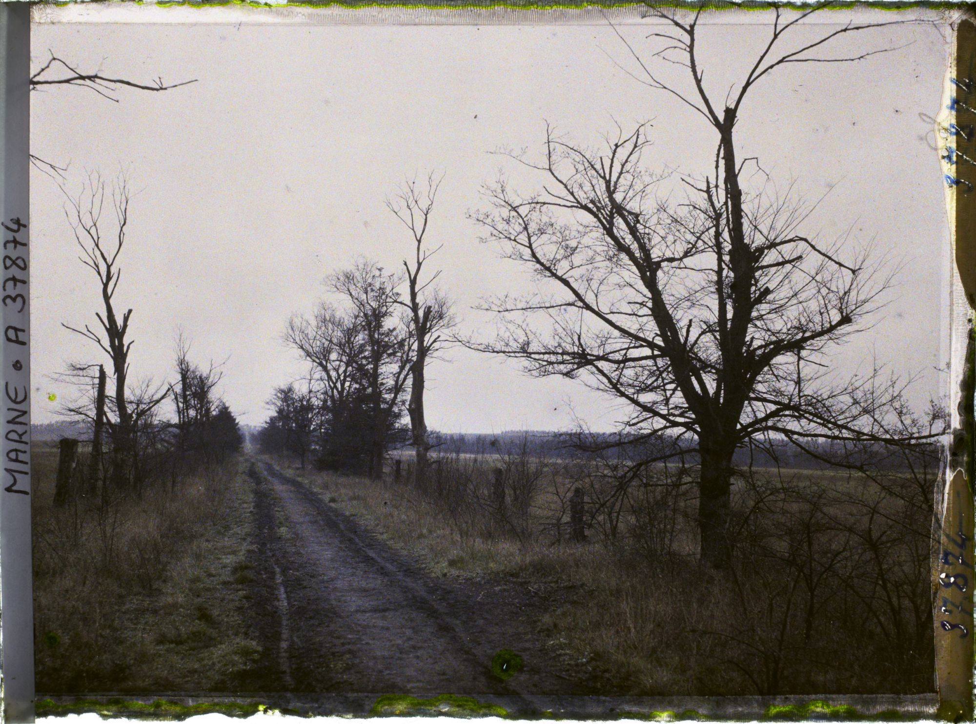 Image représentant France, La Pompelle, Nouvel aspect de l'Allée Noire
