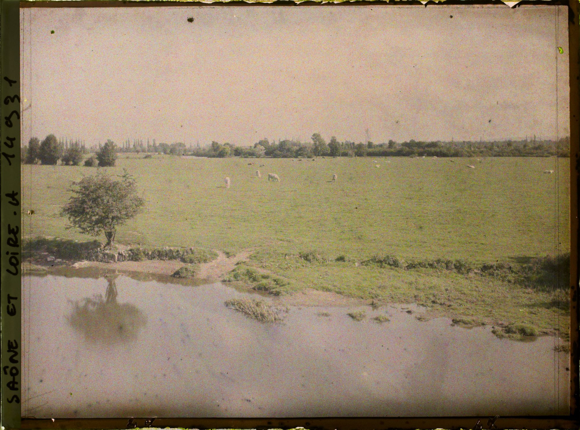 Image représentant Vaches au pâturage le long de la Grosne