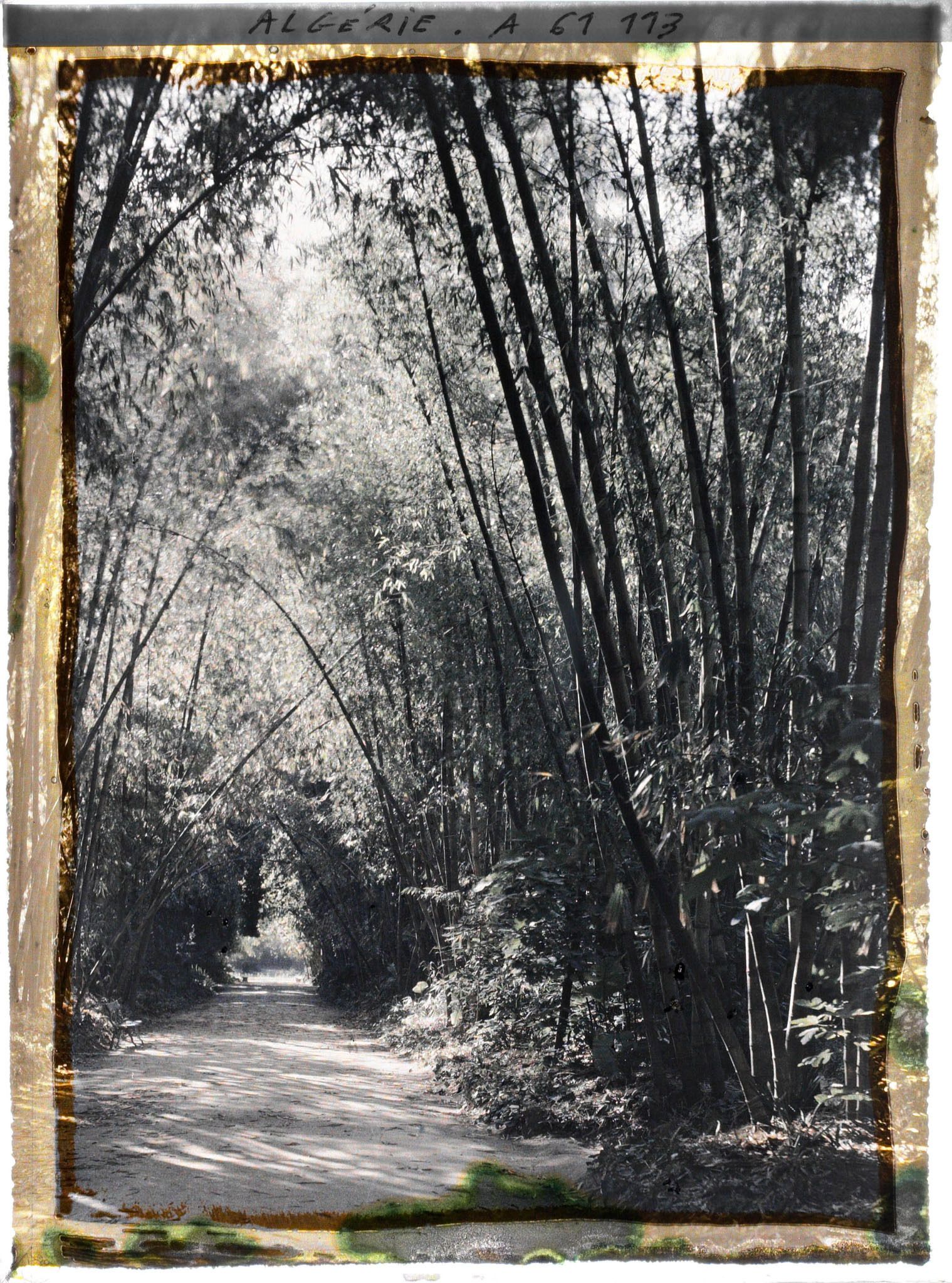 Image représentant Allée des Bambous dans le jardin d'Essais