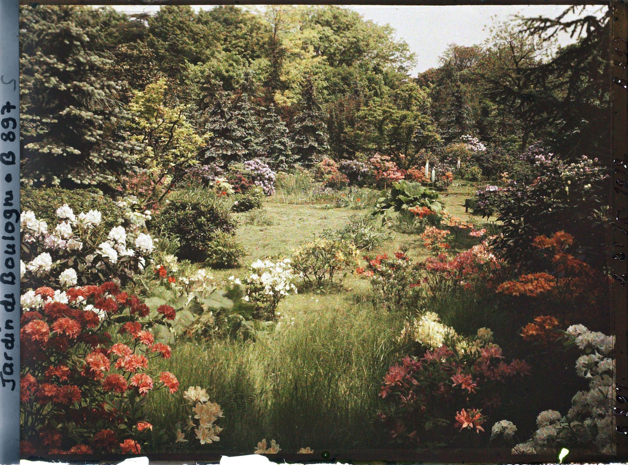 Image représentant Azalées et rhodos près de la forêt bleue et du marais