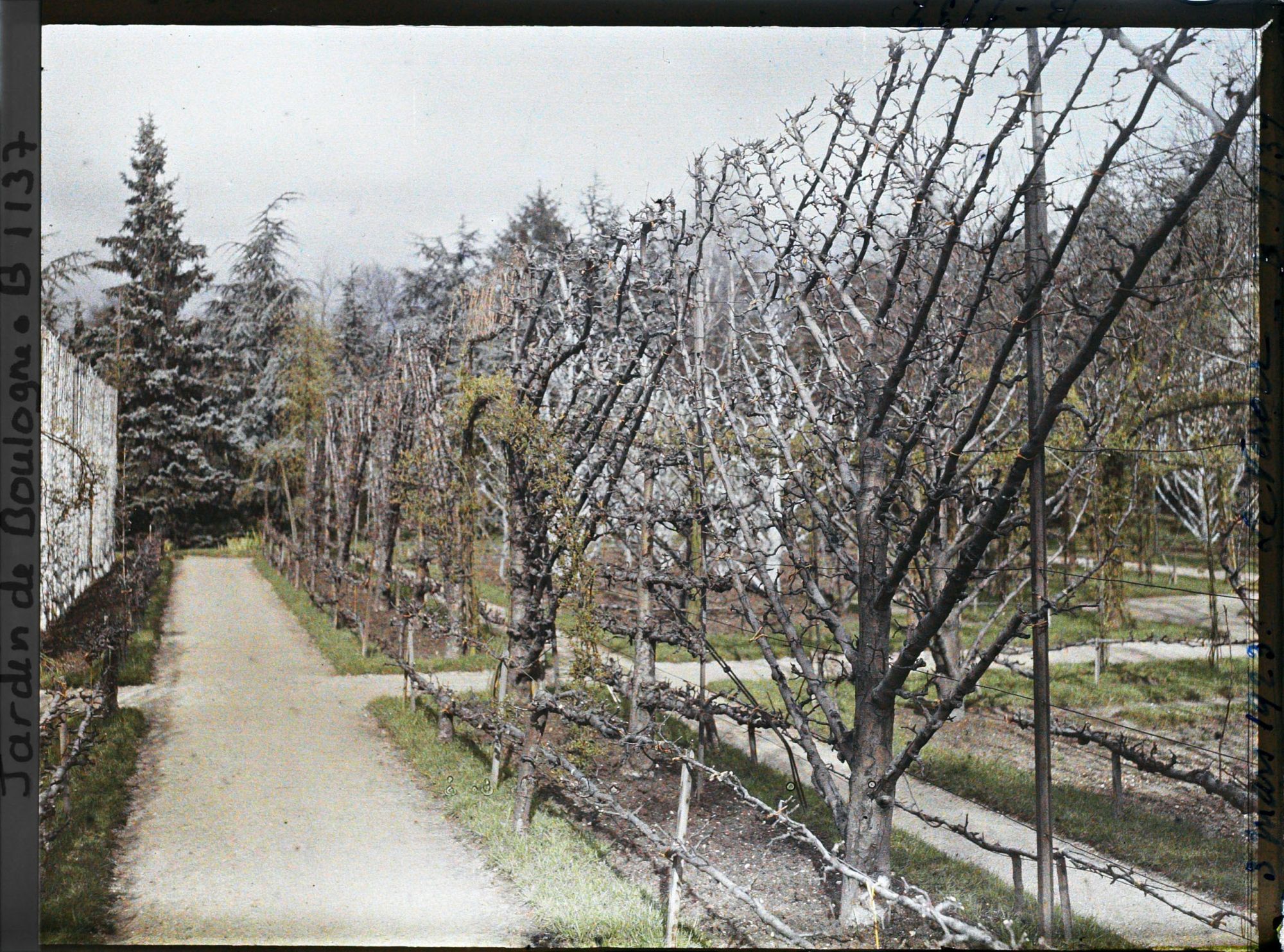 Image représentant Fruitiers palissés et allée menant à la forêt bleue, près de l'axe principal du verger-roseraie