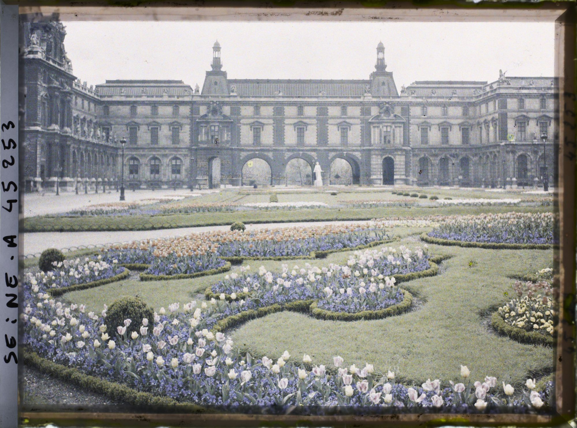 Image représentant Les tulipes au jardin des Tuileries