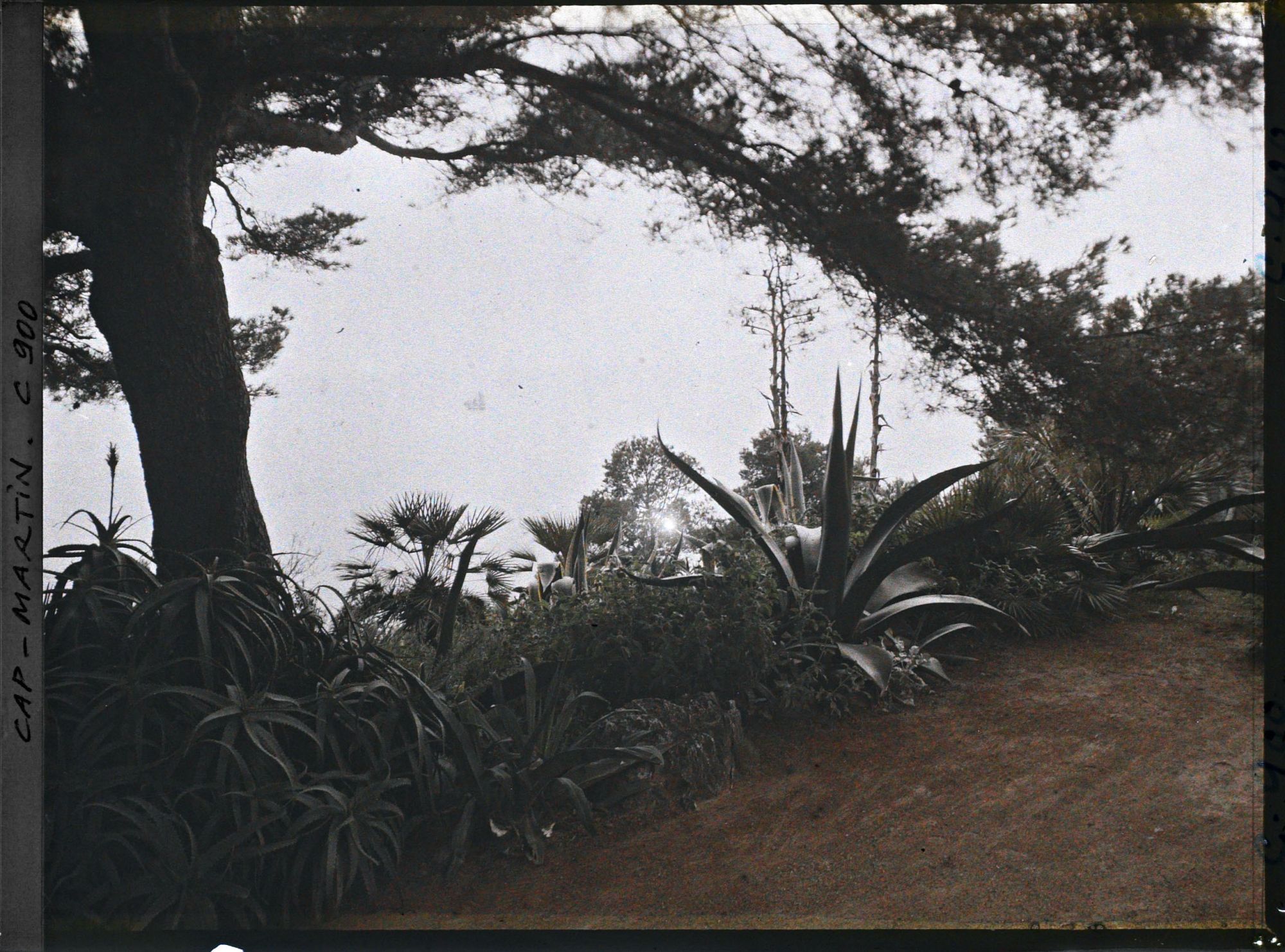 Image représentant Le jardin donnant sur la mer
