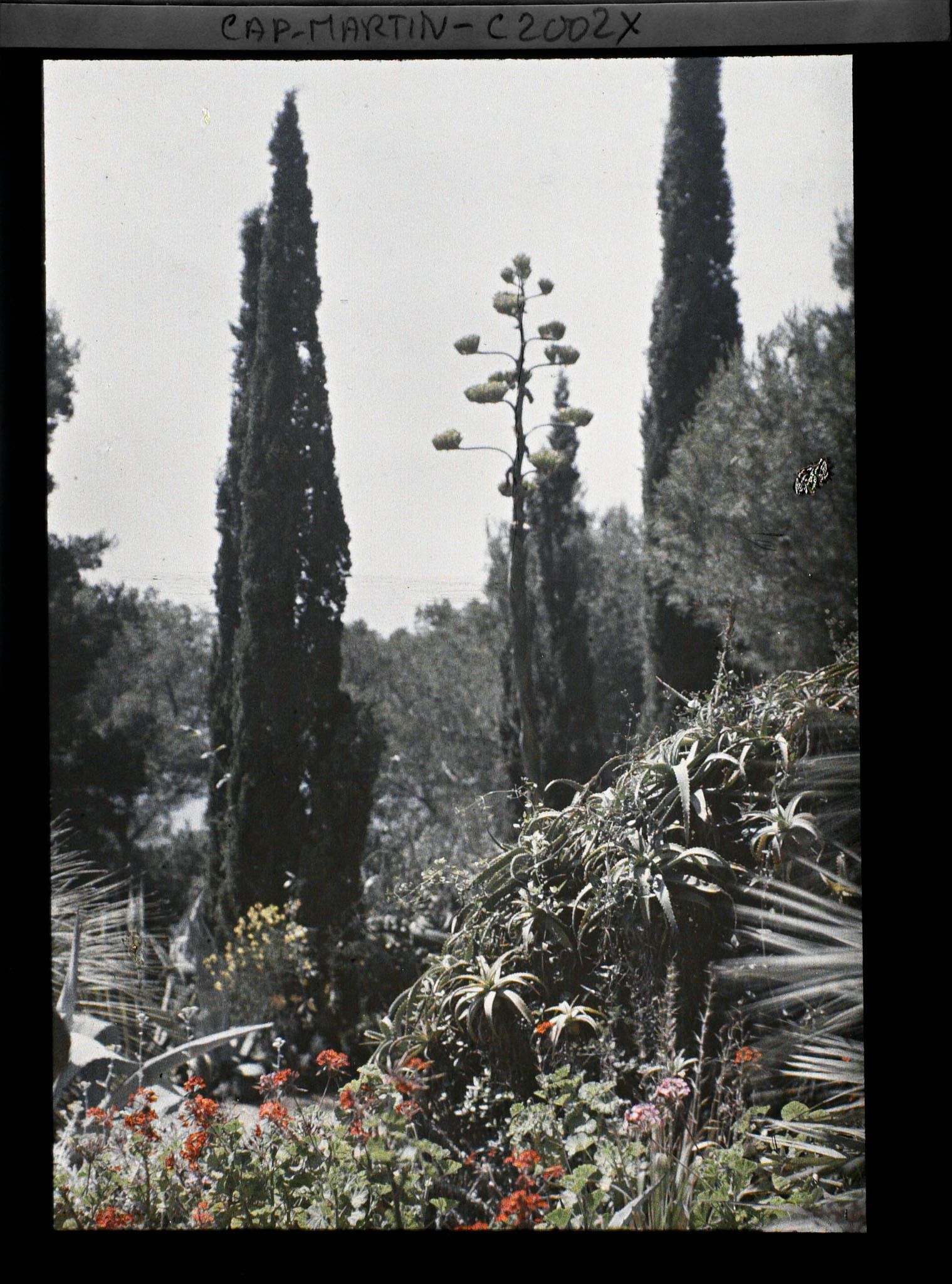 Image représentant Massif buissonnant fleuri, cyprès et fleur d'agave dominant la mer