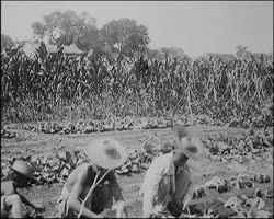 Image représentant Travaux agricoles : repiquage de choux devant un champ de maïs