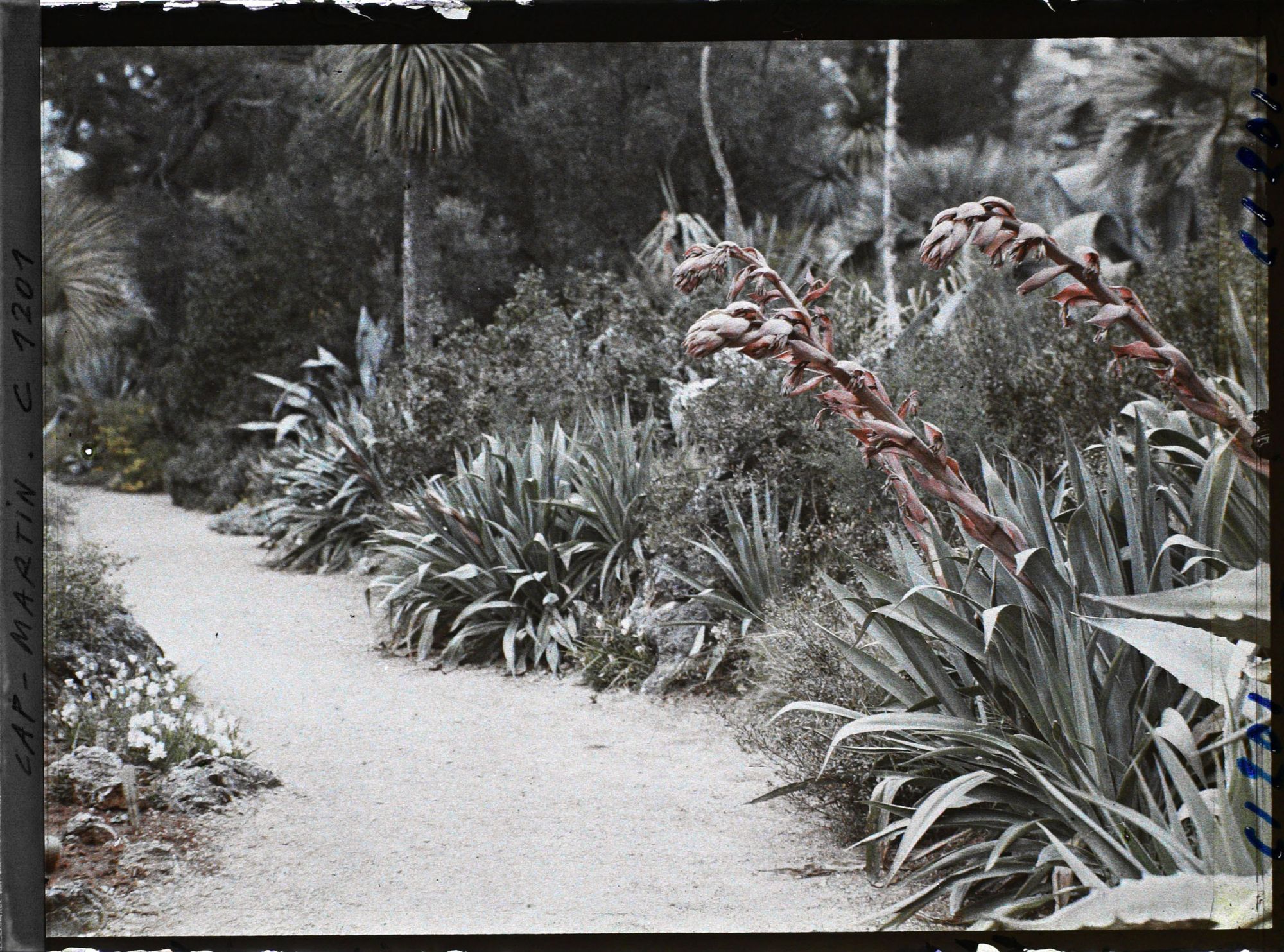 Image représentant le Jardin