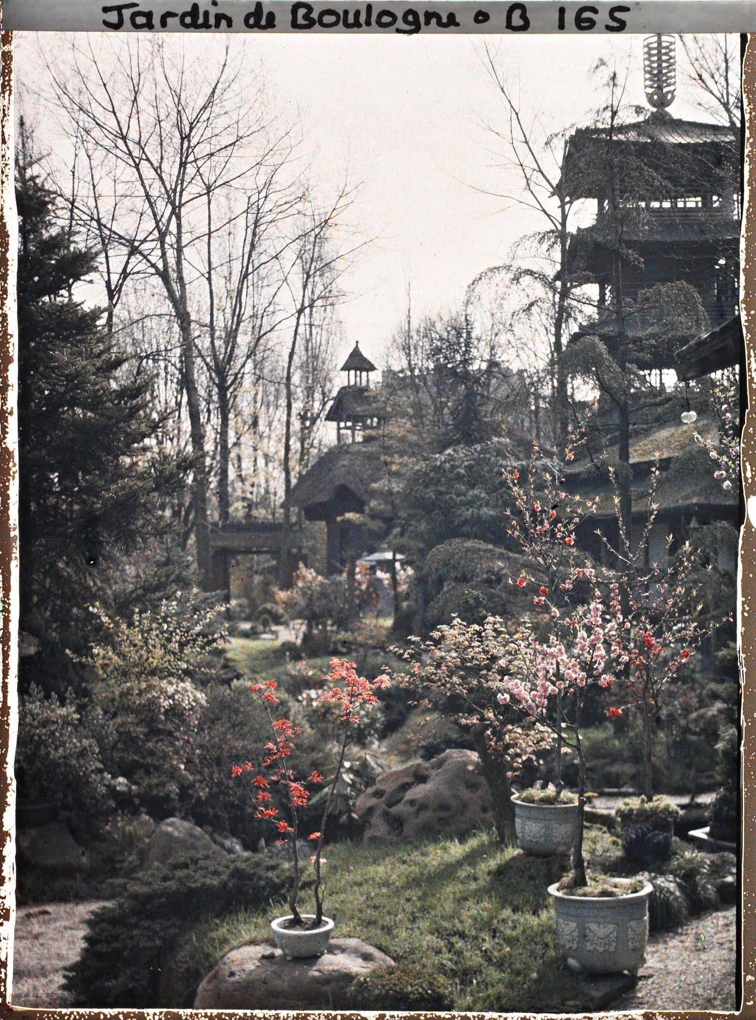 Image représentant Arbres en pots fleuris sur fond de jardin, aux abords de la maison ouest du " village japonais "