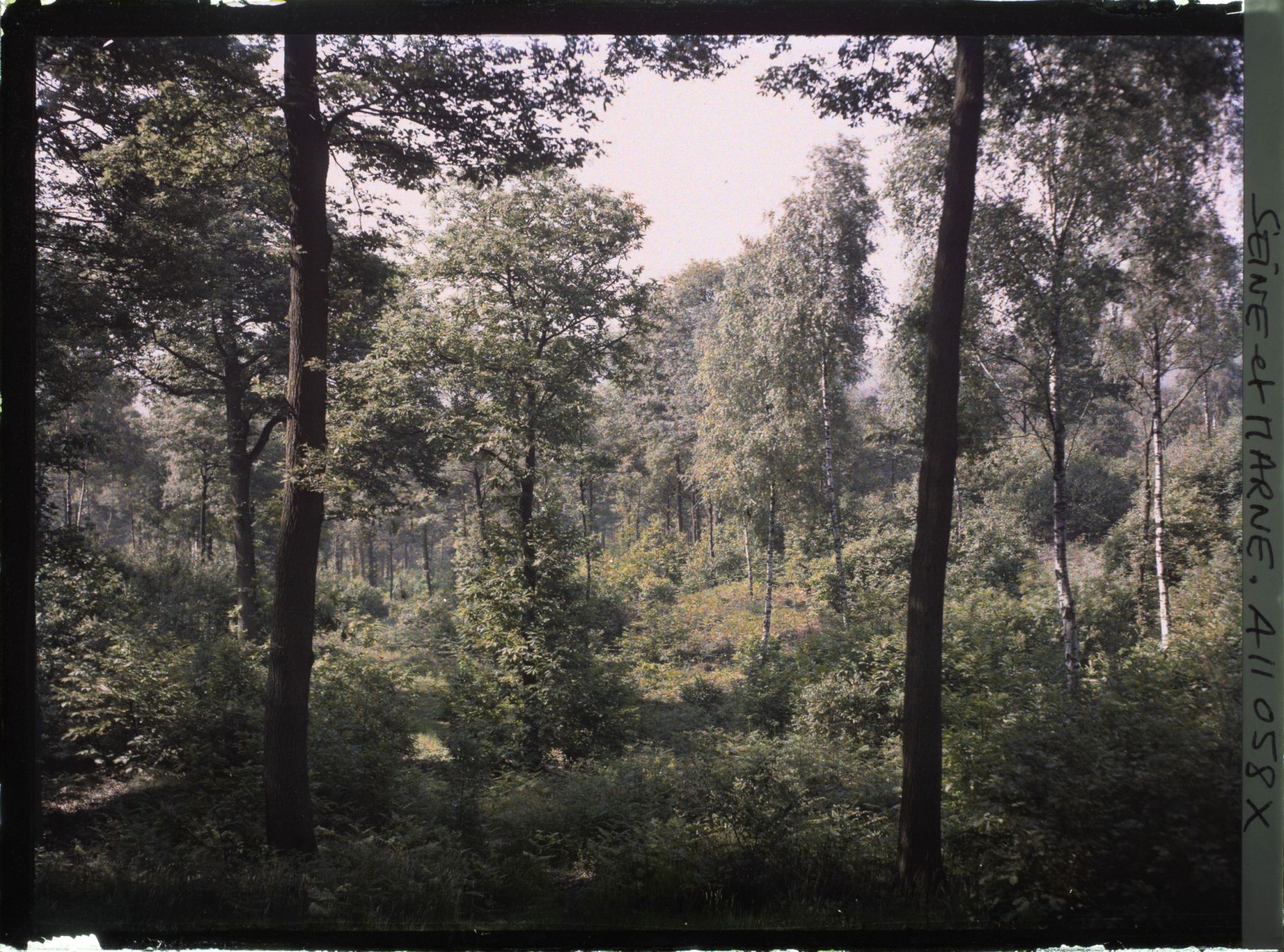 Image représentant France, Fontainebleau, Forêt de Fontainebleau