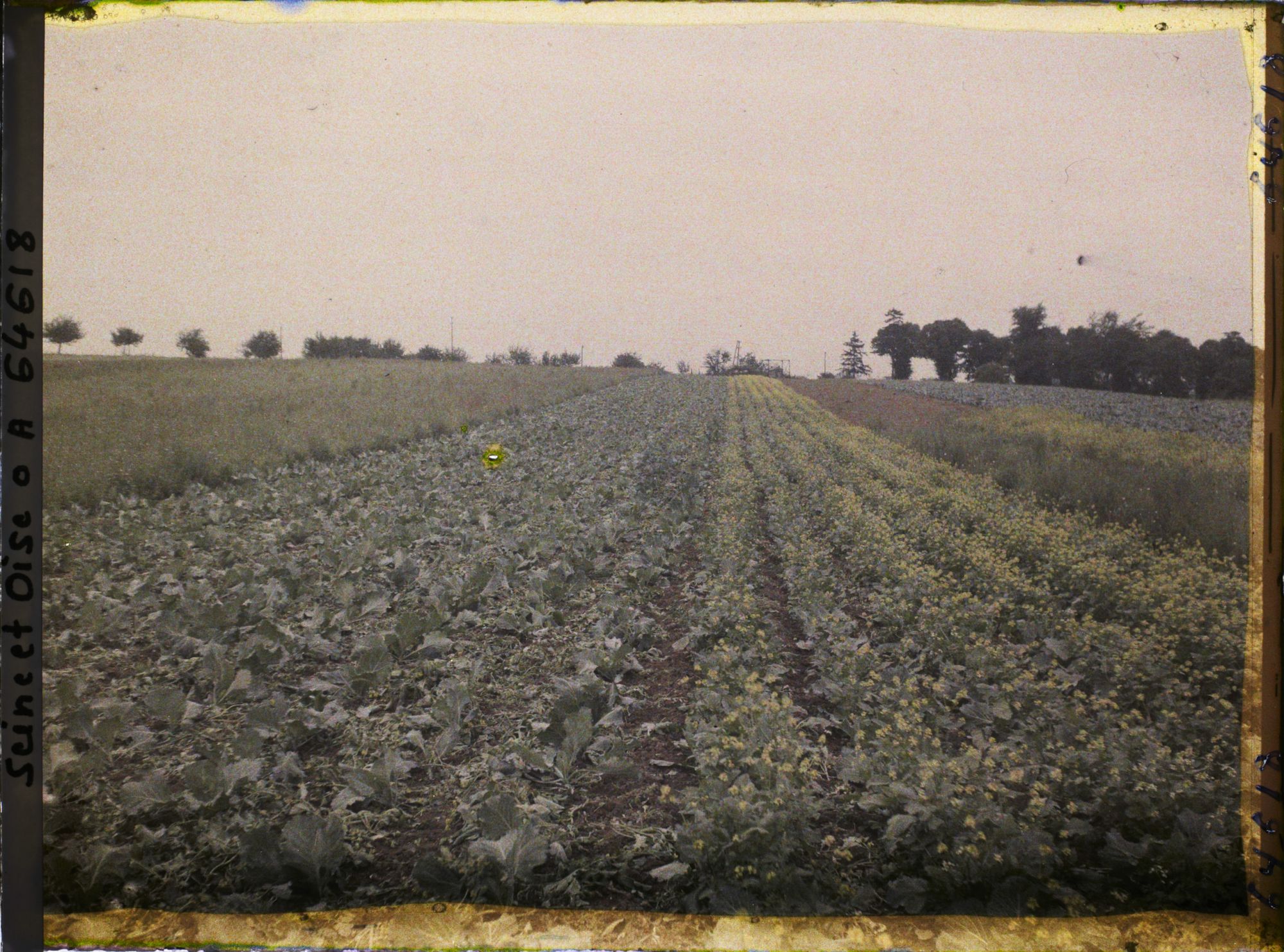 Image représentant Ile de France, Pontoise, Champs de Choux et fleurs parasites