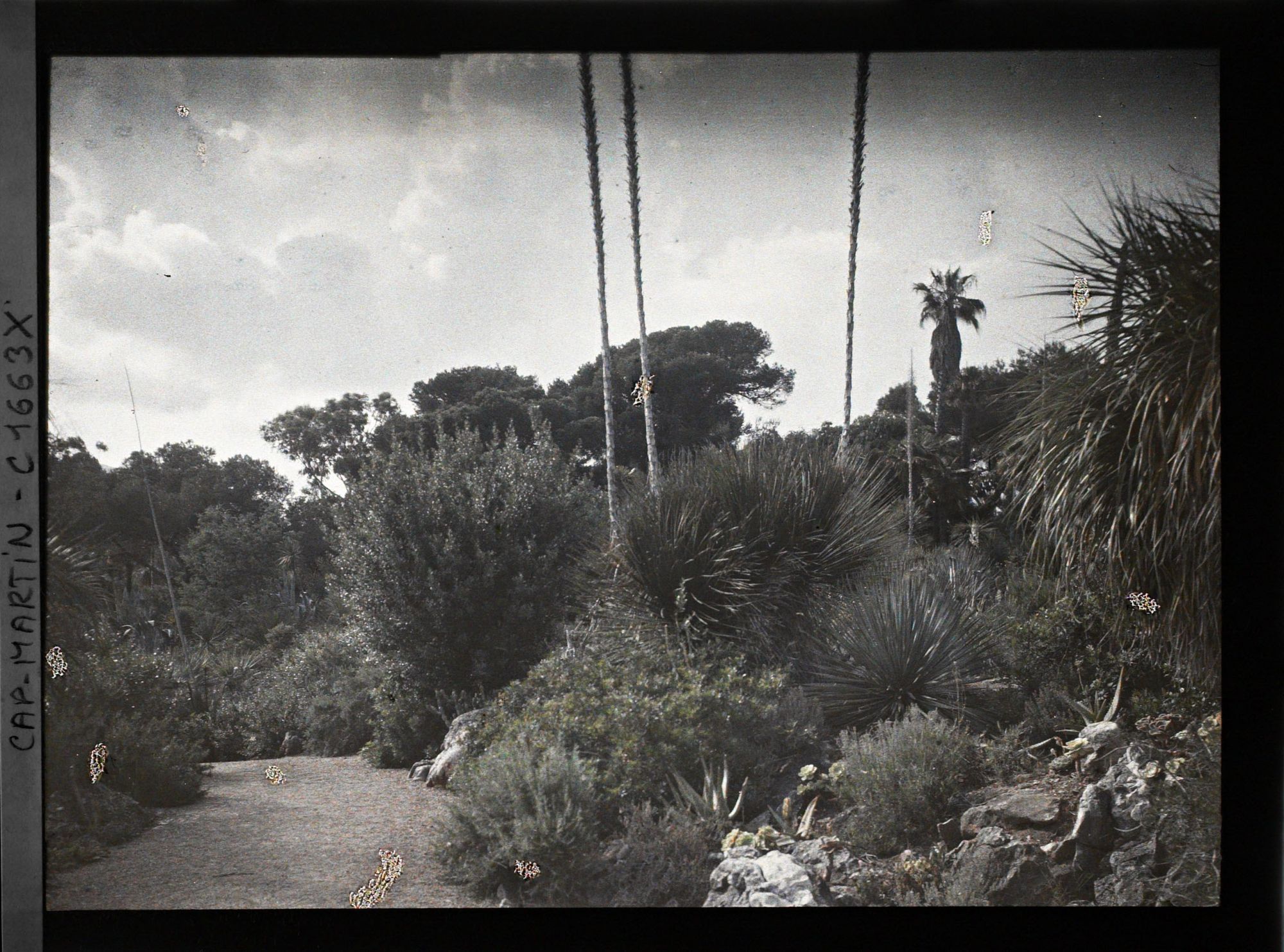 Image représentant En bordure d'allée, rocaille de plantes exotiques ponctuée d'hampes florales de dasylirions