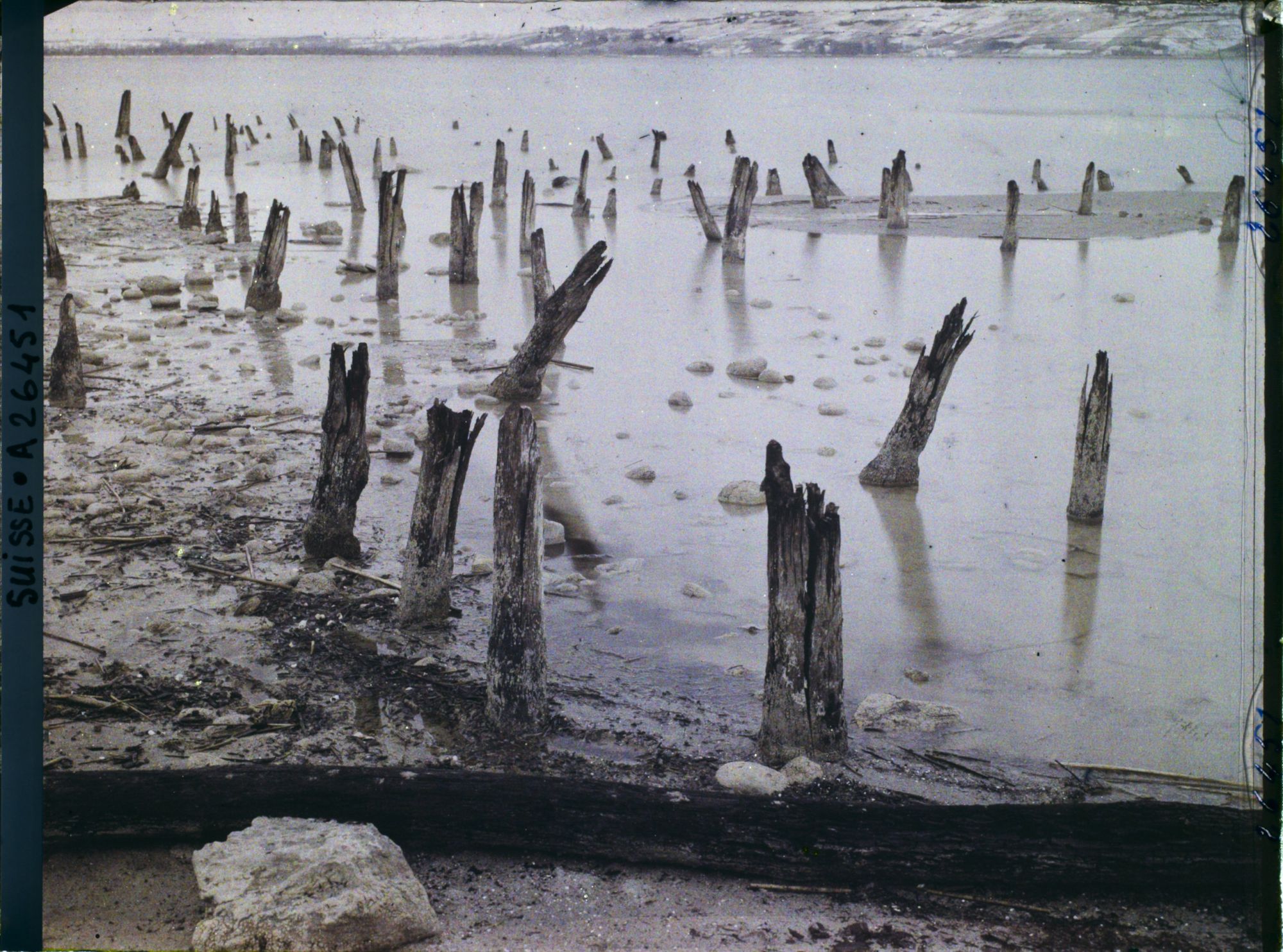 Image représentant Site palafittique préhistorique des Alpes, pieux en bois visibles lors de la baisse des eaux après la grande sécheresse de 1921