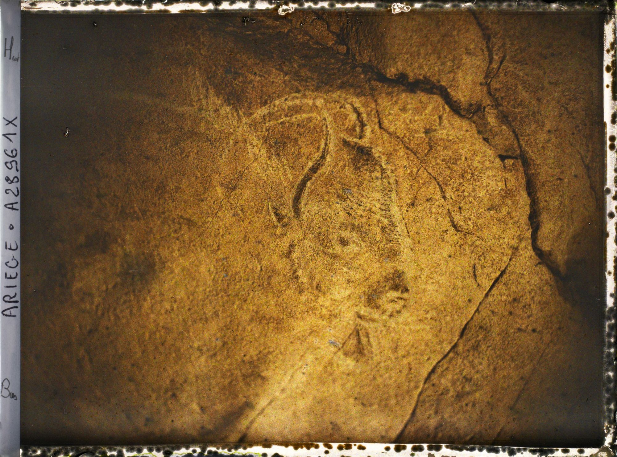 Image représentant La grotte des Trois-Frères : la tête de bison