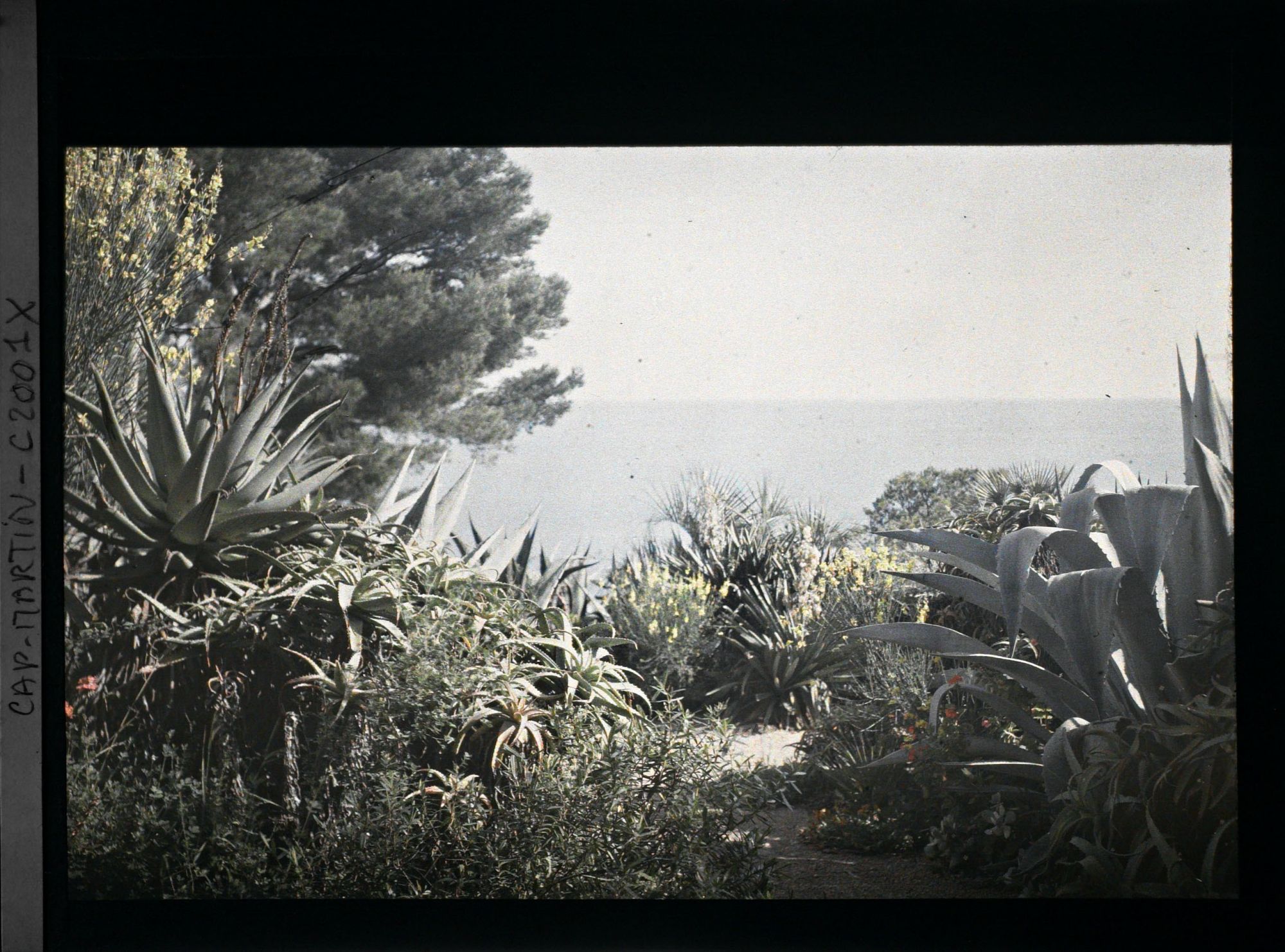 Image représentant Sentiers dominant la mer, bordés d'agaves, aloès et de genêts en fleurs, vue prise à 17 h