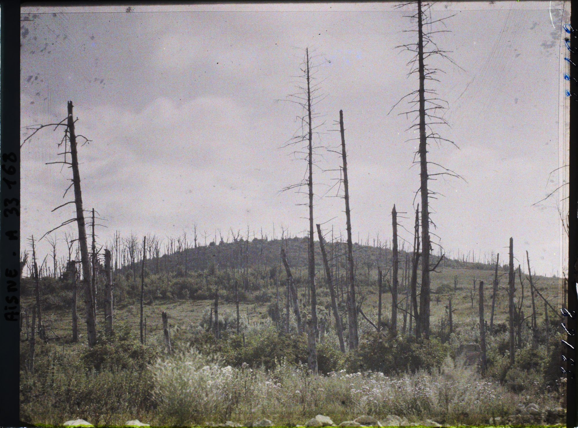 Image représentant France, Pinon, Arbres Déchiquetés sur les Crètes d'Anizy