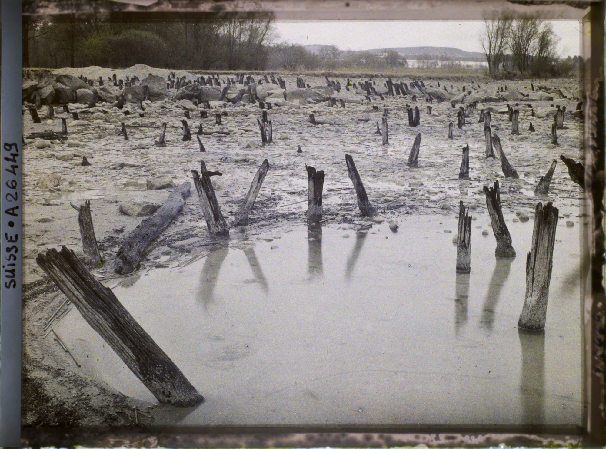 Image représentant Site palafittique préhistorique des Alpes, pieux en bois visibles lors de la baisse des eaux après la grande sécheresse de 1921