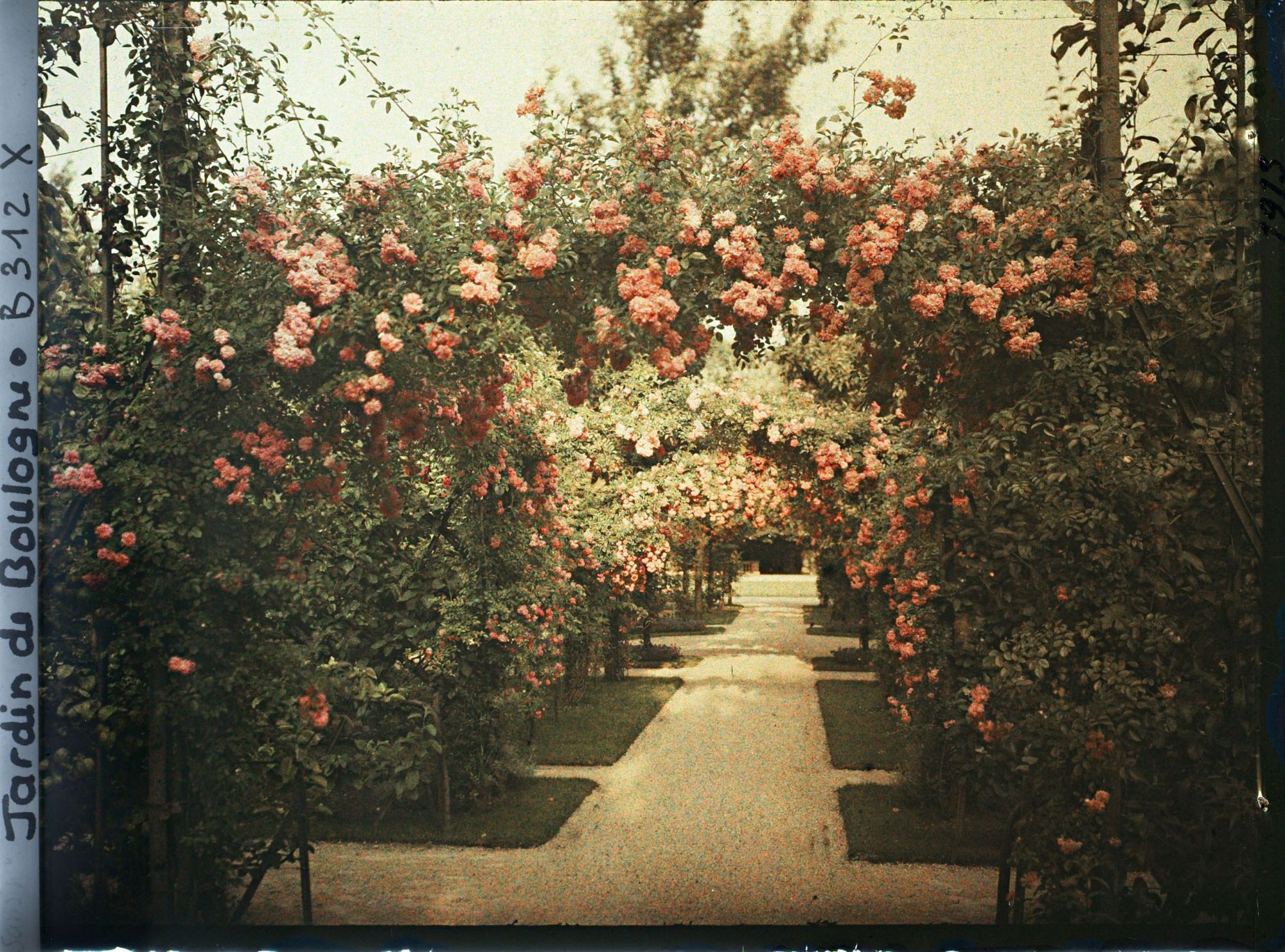 Image représentant Axe central du verger-roseraie vu à mi-parcours, en direction du jardin anglais