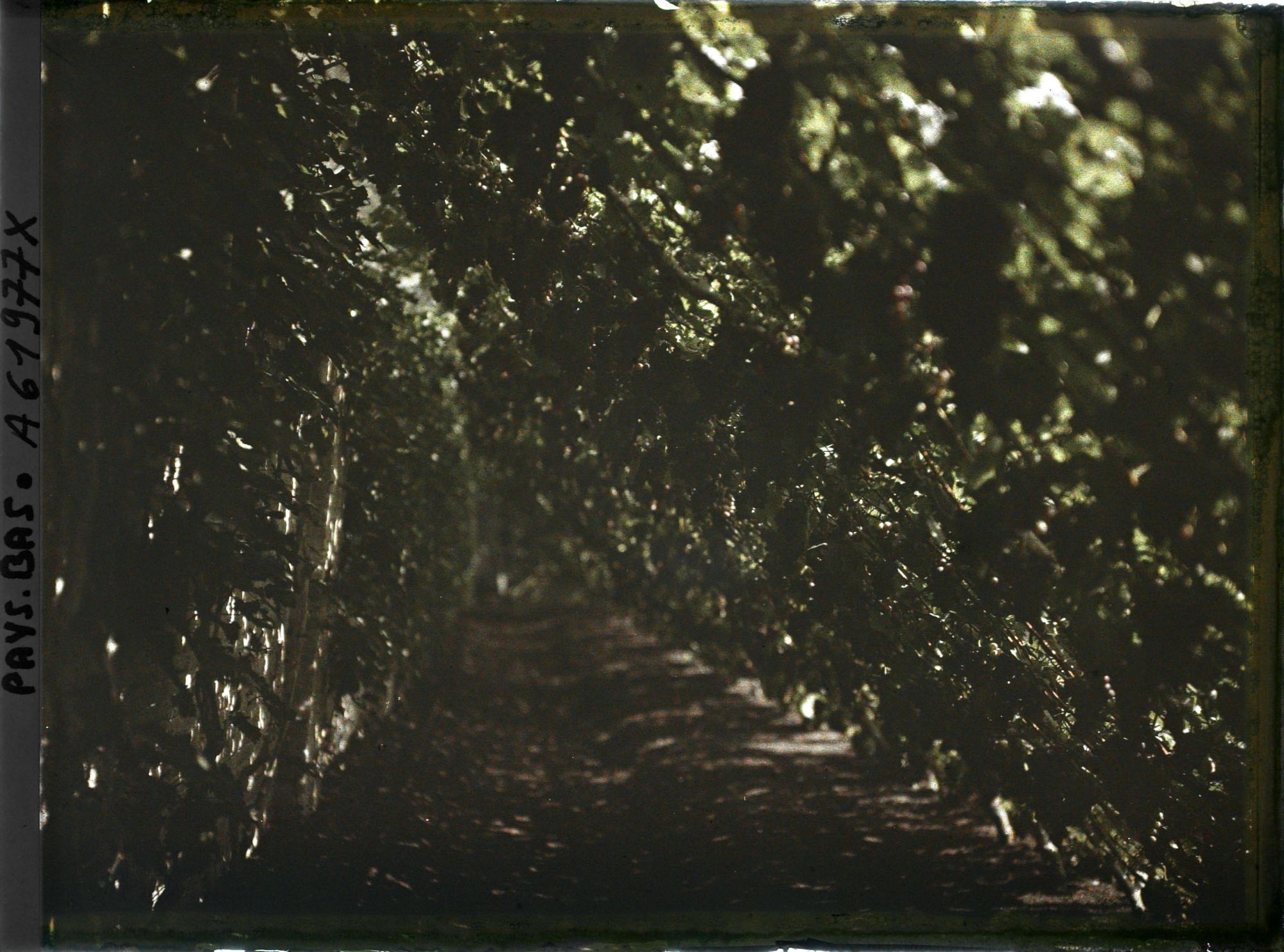Image représentant L'entrée du jardin de Monsieur Loudon (vignes ?)