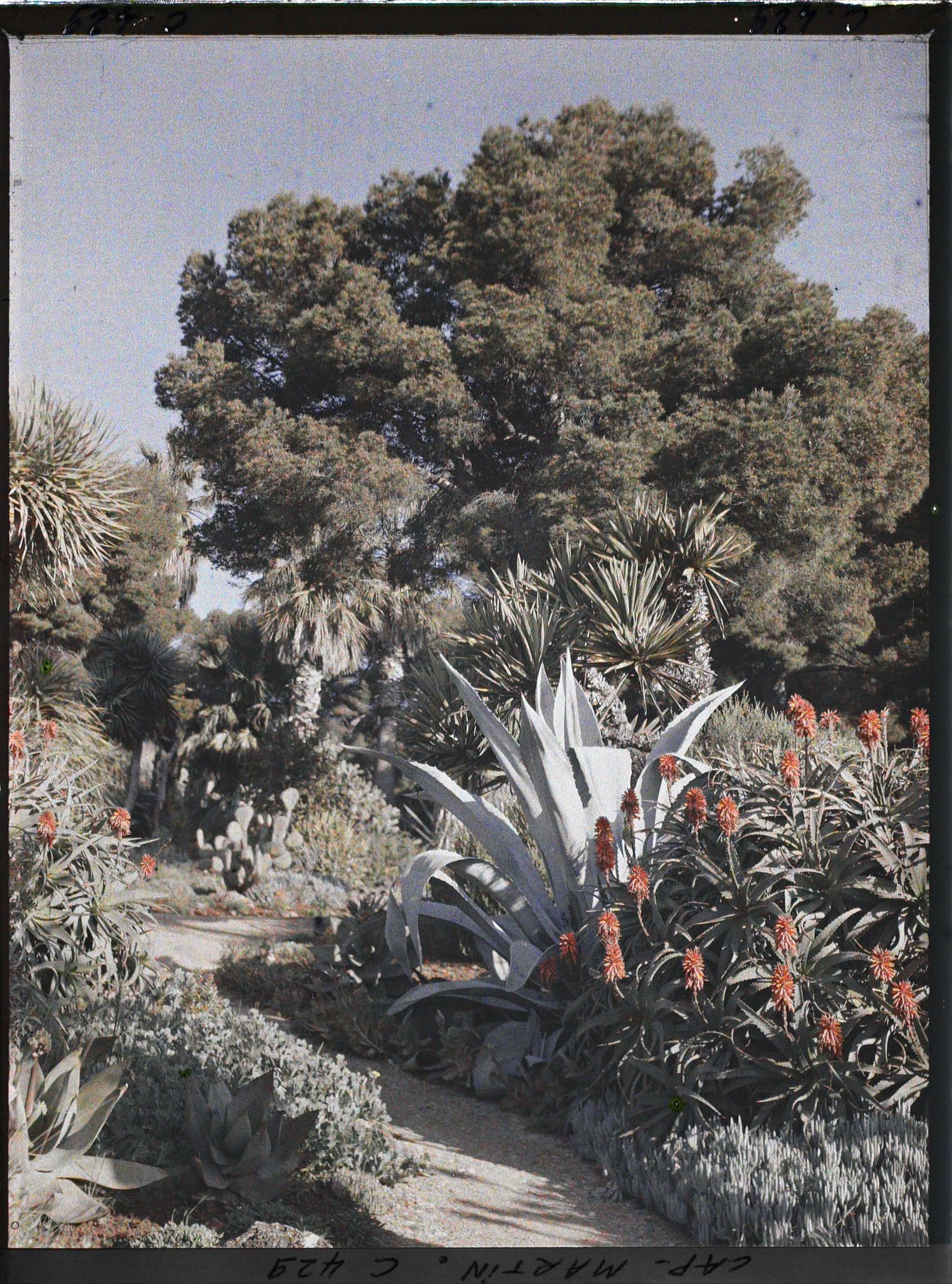 Image représentant Cap Martin Le Jardin