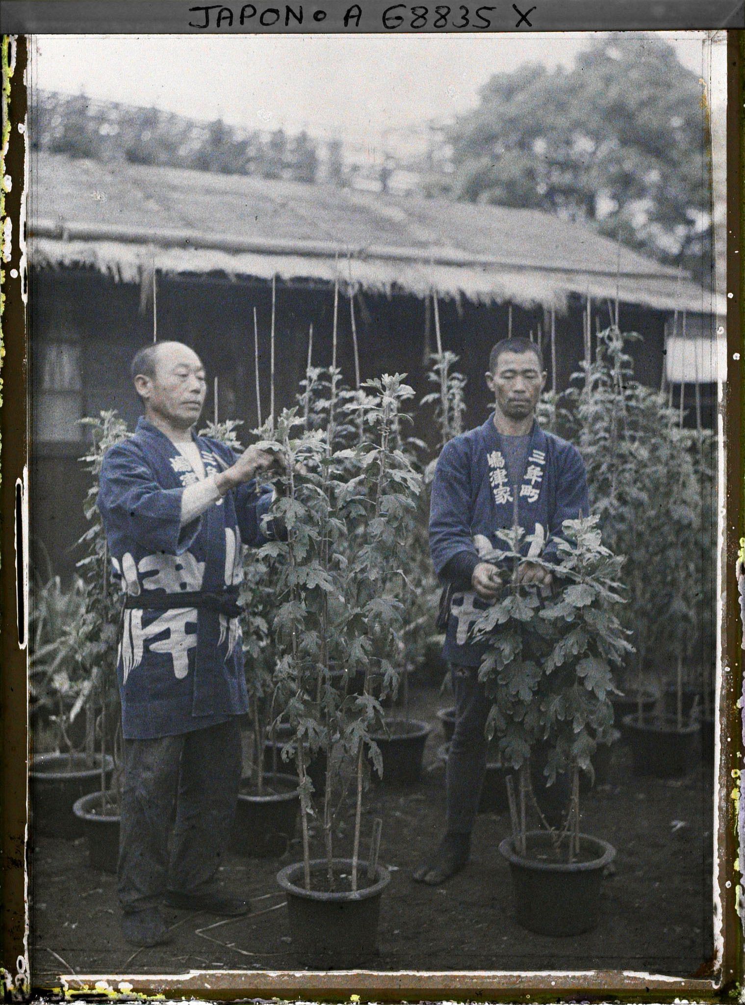 Image représentant jardiniers ou pépiniéristes et chrysanthèmes