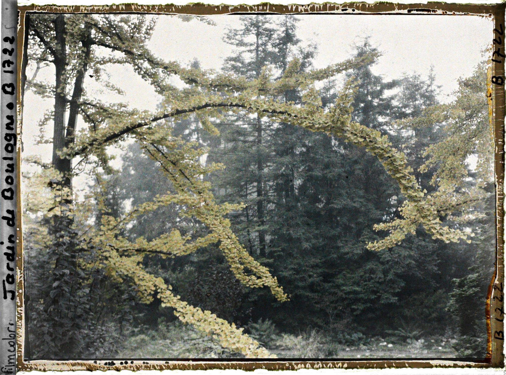 Image représentant Lisière arborée du " jardin chinois " aux abords d'une maison, cadrée par des branches de ginkgos