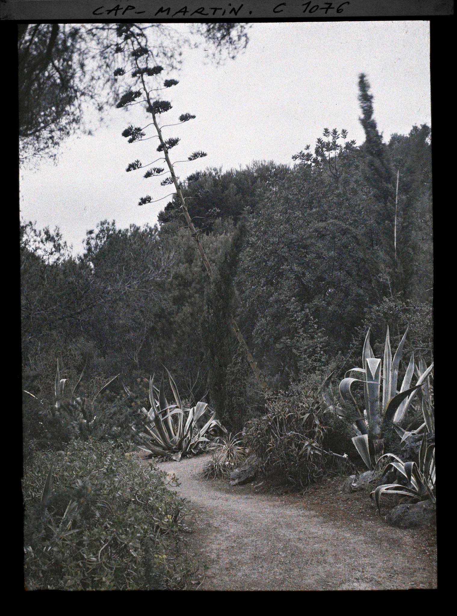 Image représentant le jardin