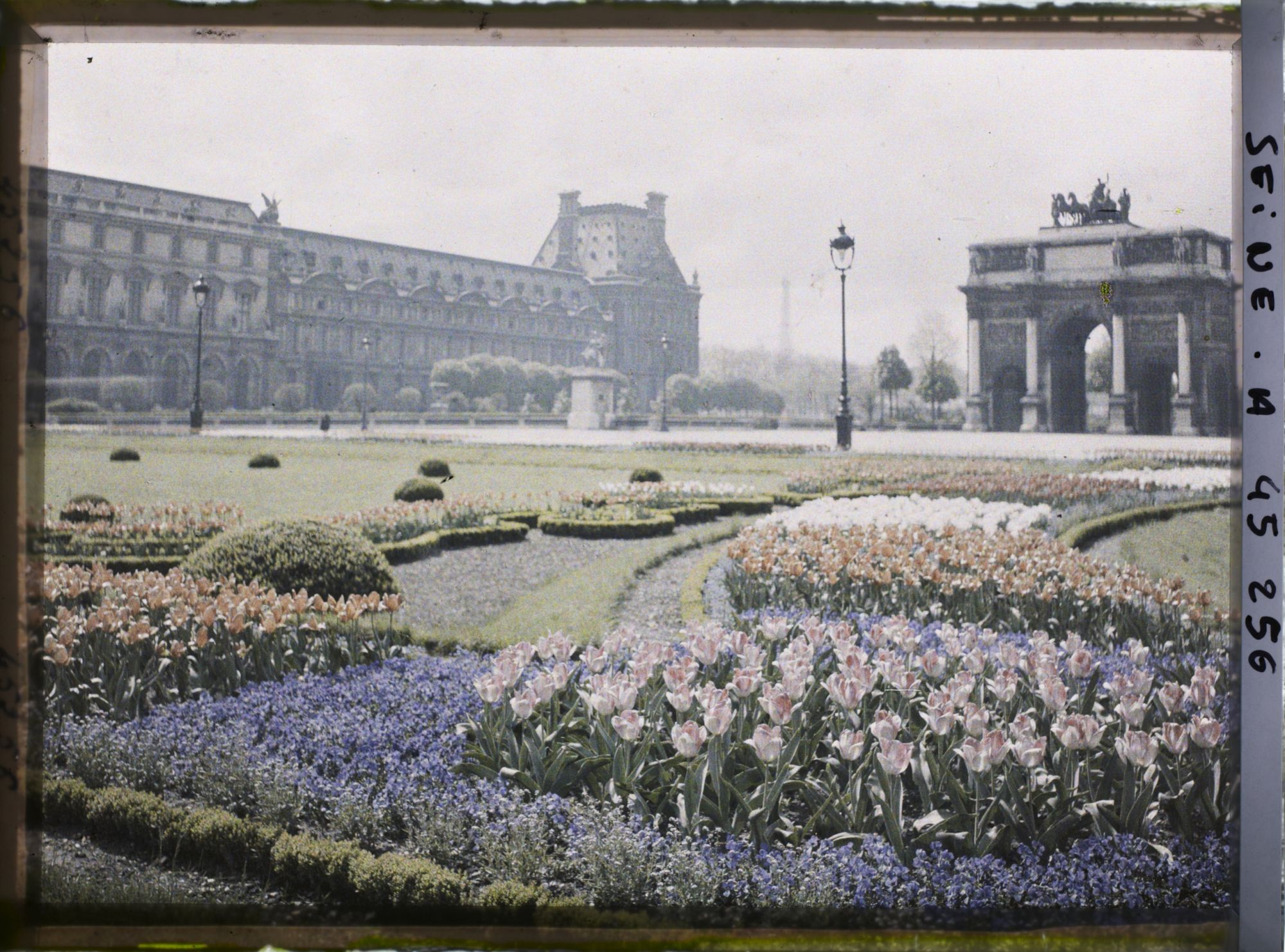 Image représentant Les tulipes au jardin des Tuileries