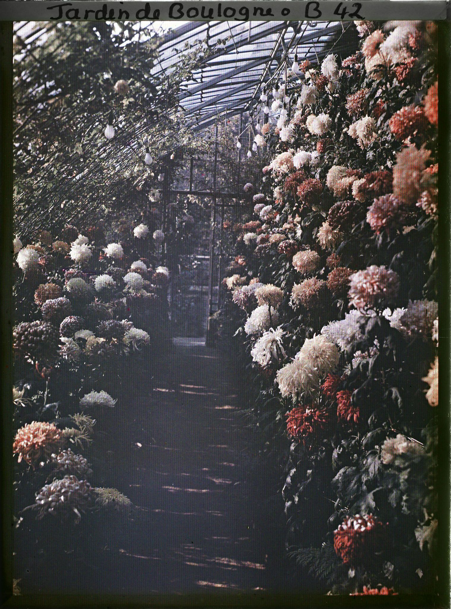 Image représentant Collection de chrysanthèmes située dans une des serres adjacentes au jardin d'hiver