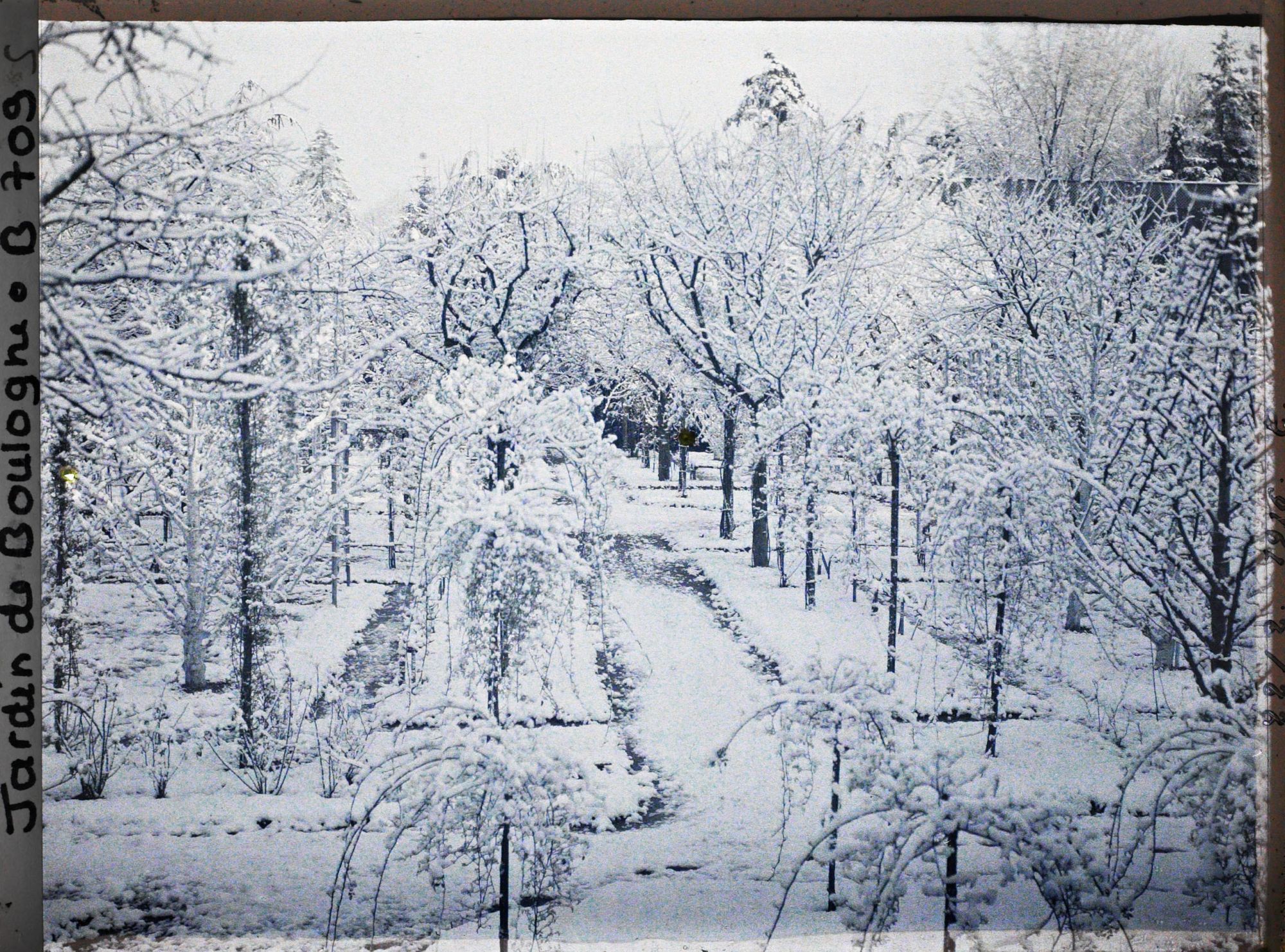 Image représentant Parterre de rosiers et allée enneigée menant à la forêt bleue, dans la partie est du verger-roseraie