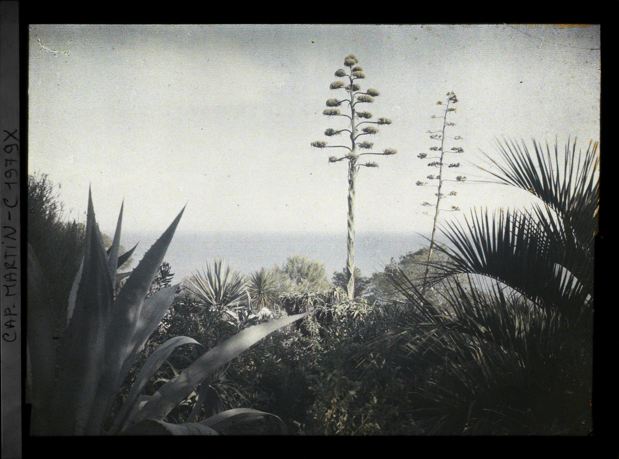 Image représentant Massif de plantes exotiques, fleurs d'agaves et pins dominant la mer
