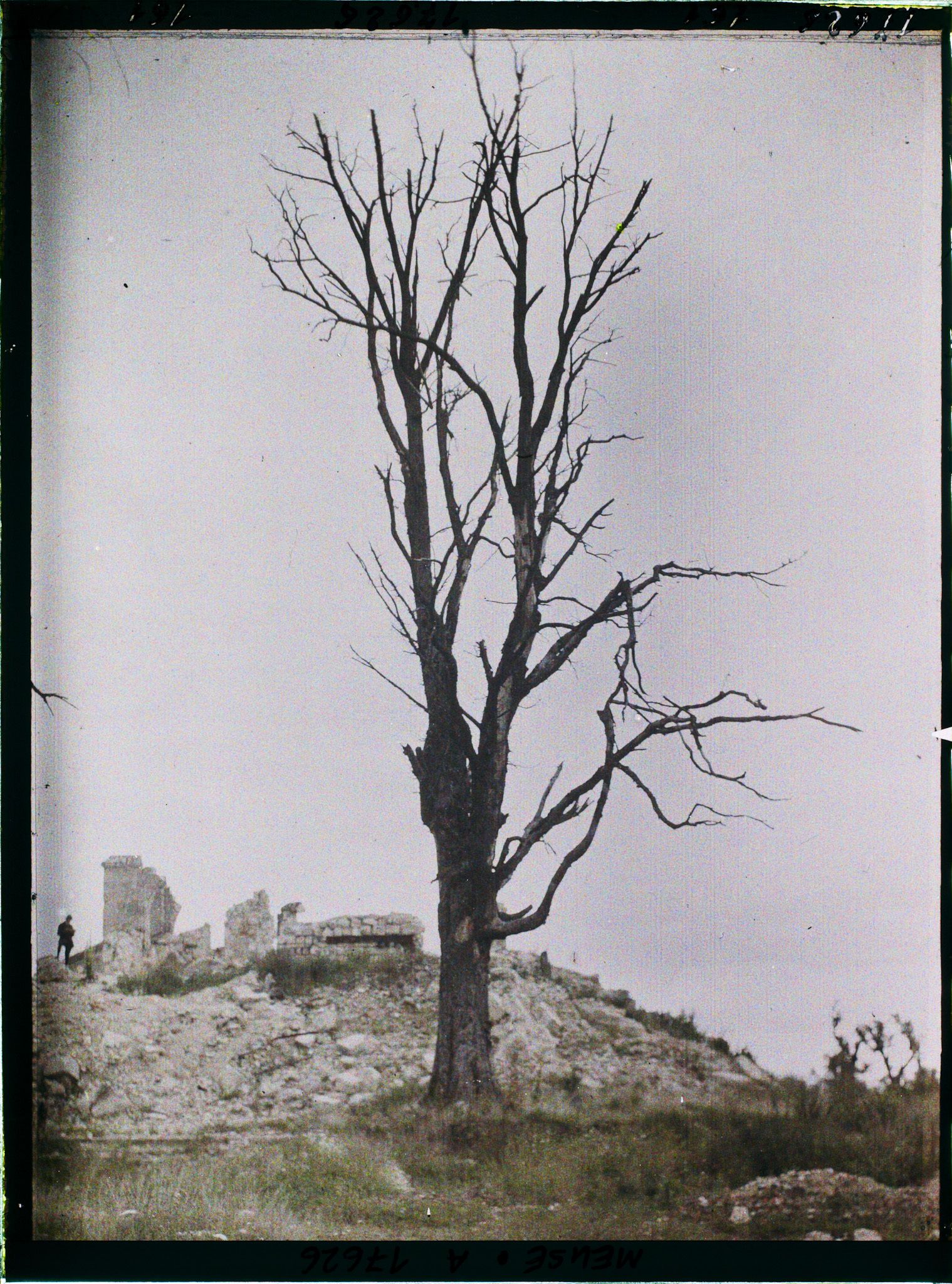 Image représentant France, Montfaucon, L'Eglise et l'arbre mort
