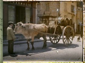 Image représentant France, Luzech, Un b?uf attelé et charrette portant le vin de Cahors