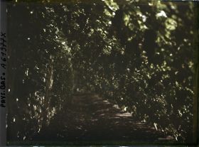 Image représentant L'entrée du jardin de Monsieur Loudon (vignes ?)